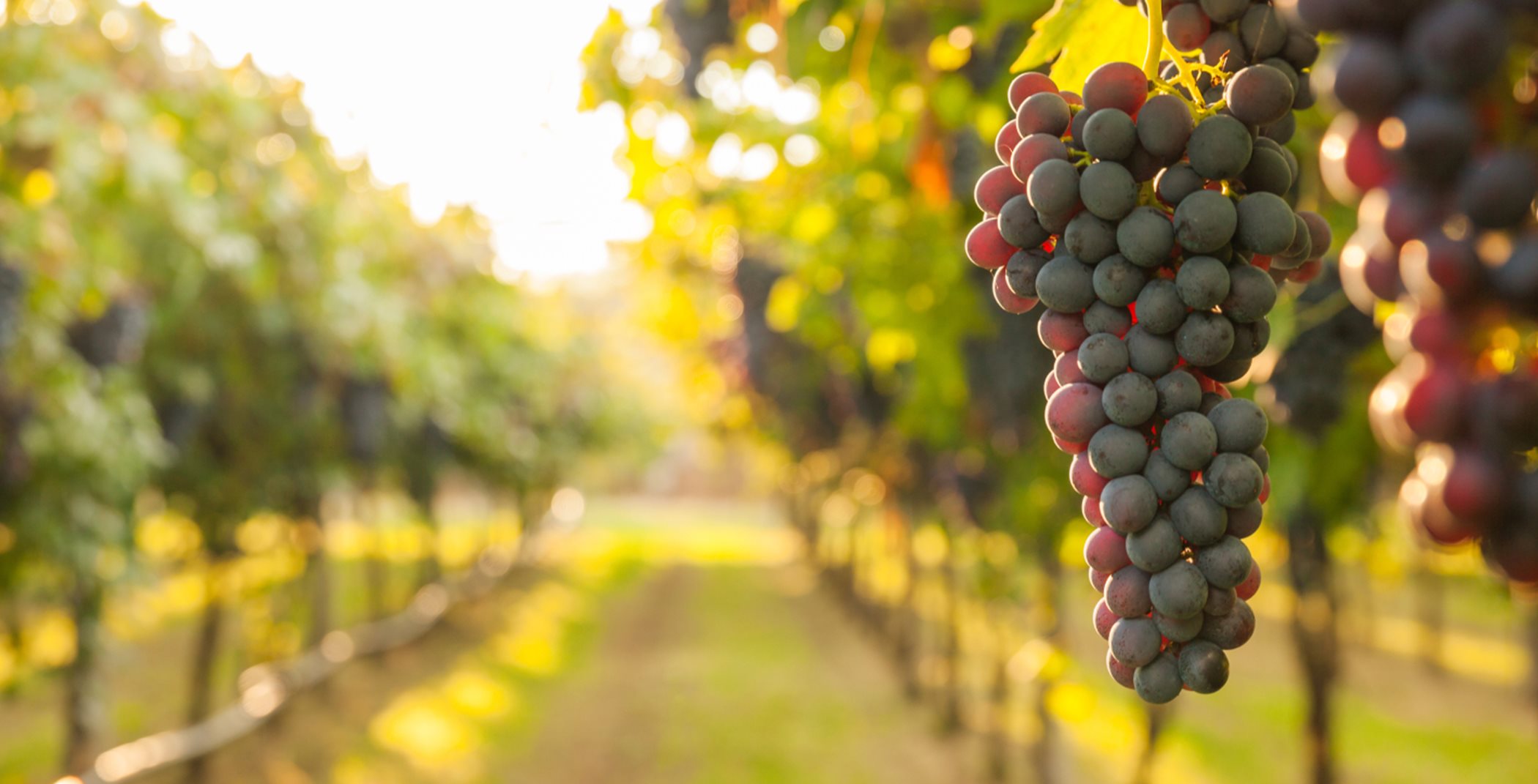 A close up of a grape vine at a vineyard
