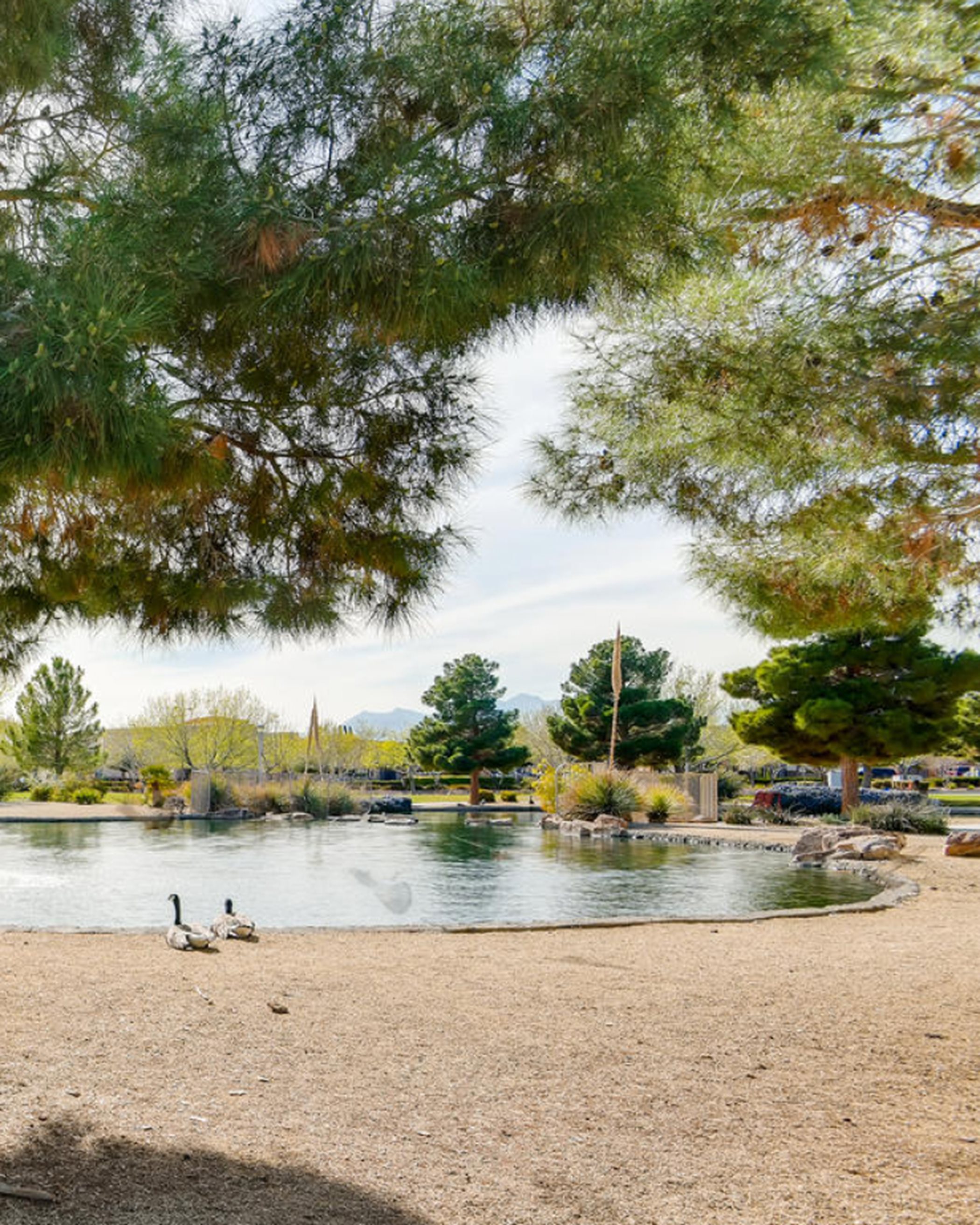 Aliante Nature Park community pond with ducks