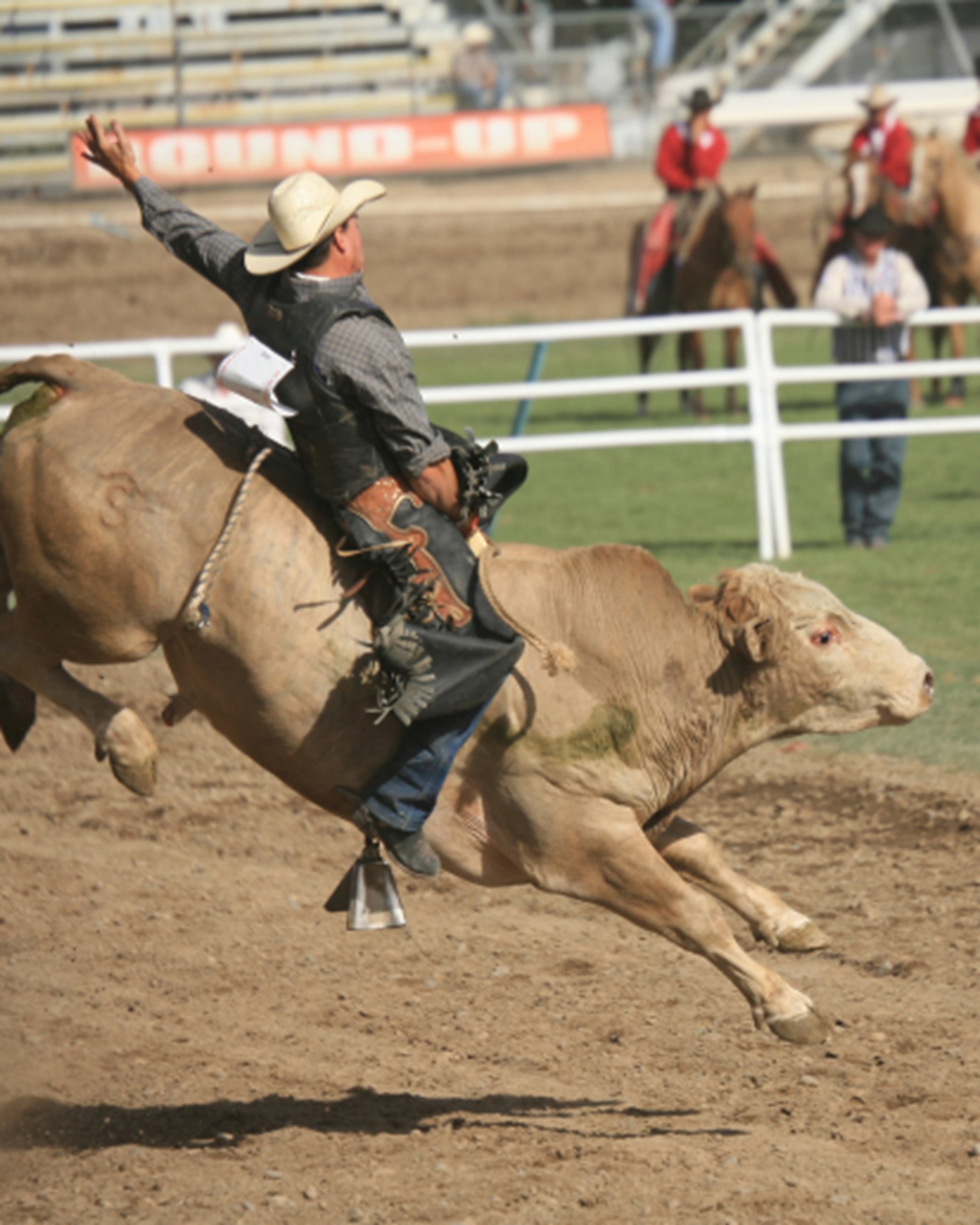 Cowboy riding a bull