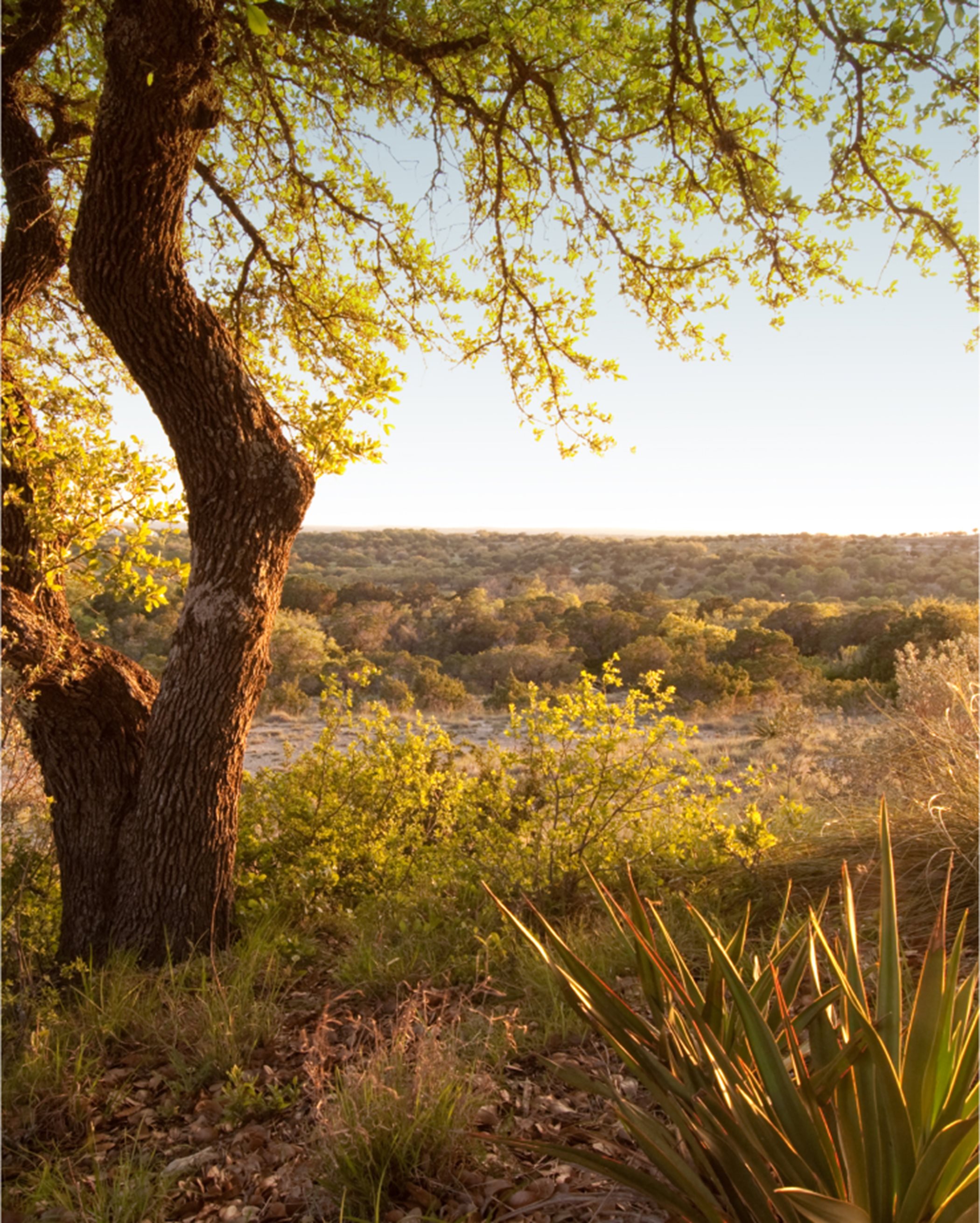 Texas Hill Country scenery
