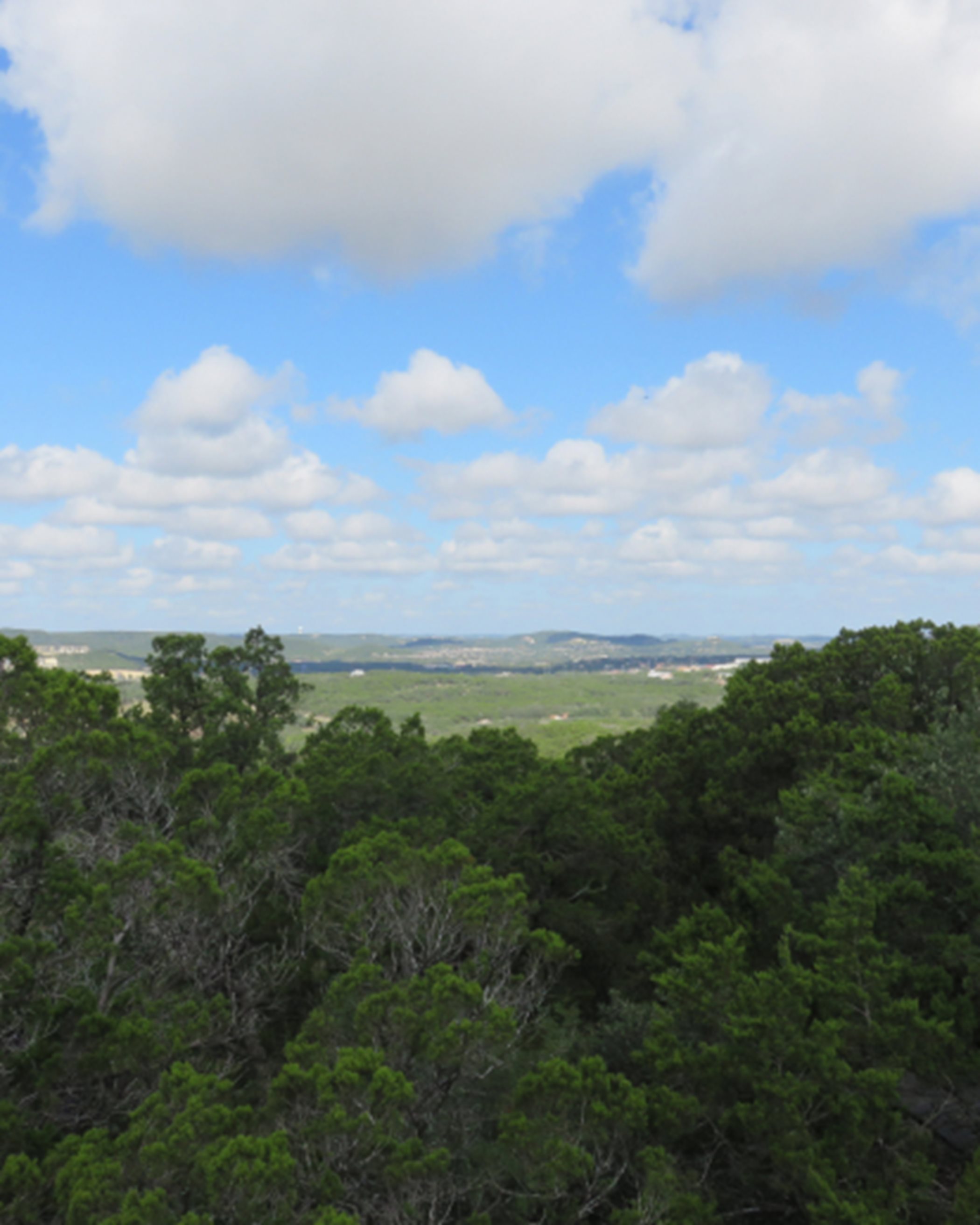 Hill Country Greenery