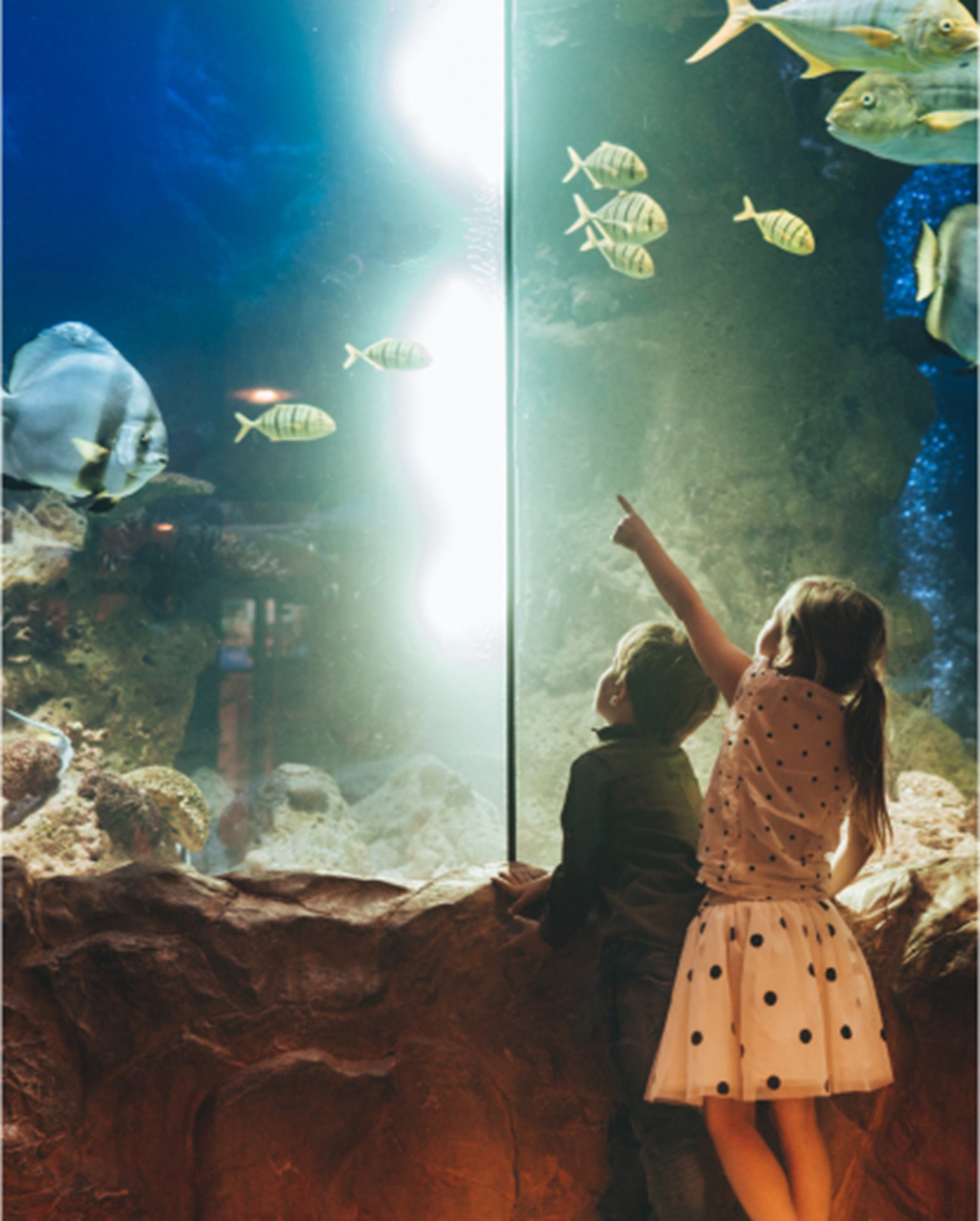 Children looking into an aquarium