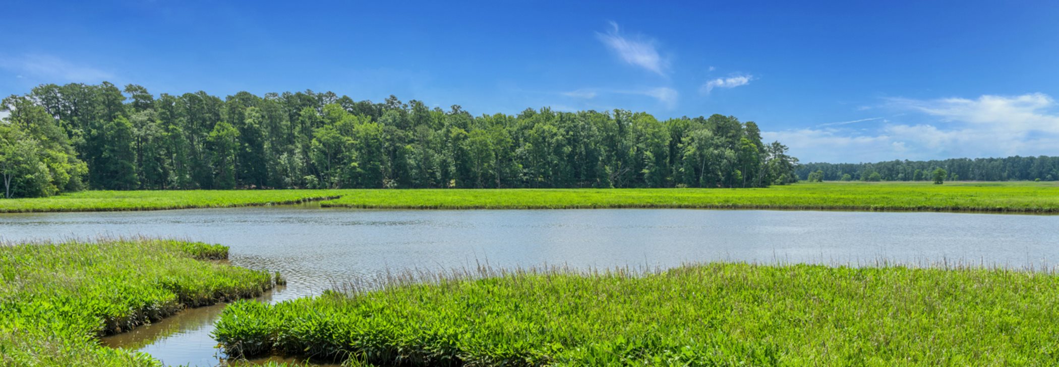 A pond in Williamsburg