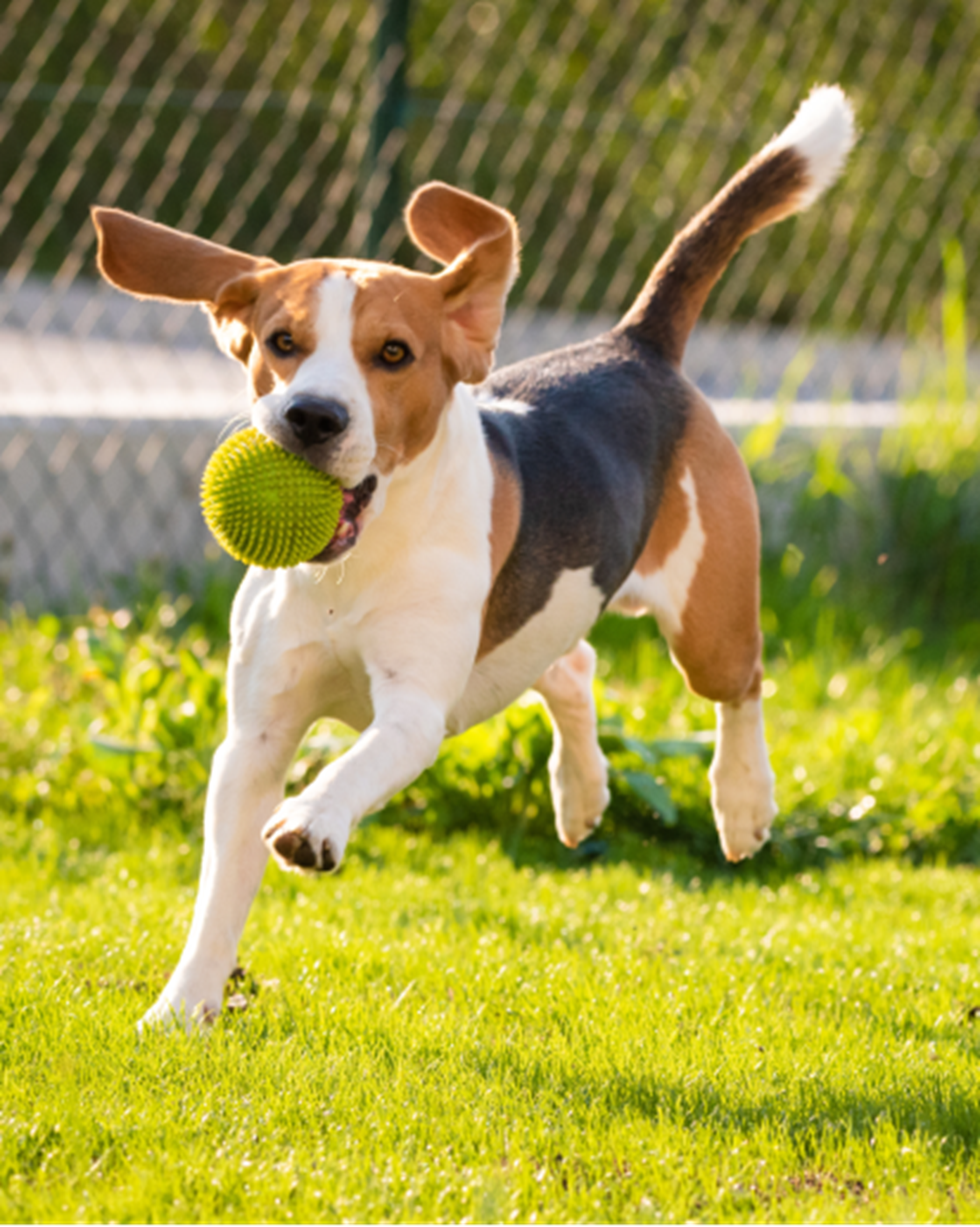 Dog running with a tennis ball on a grass lawn