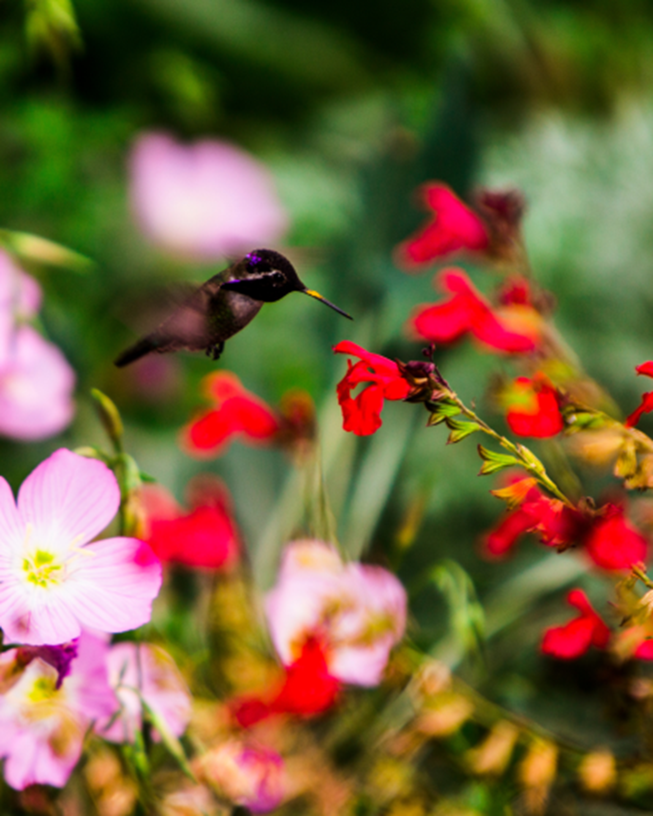 Hummingbird sipping from red flowers