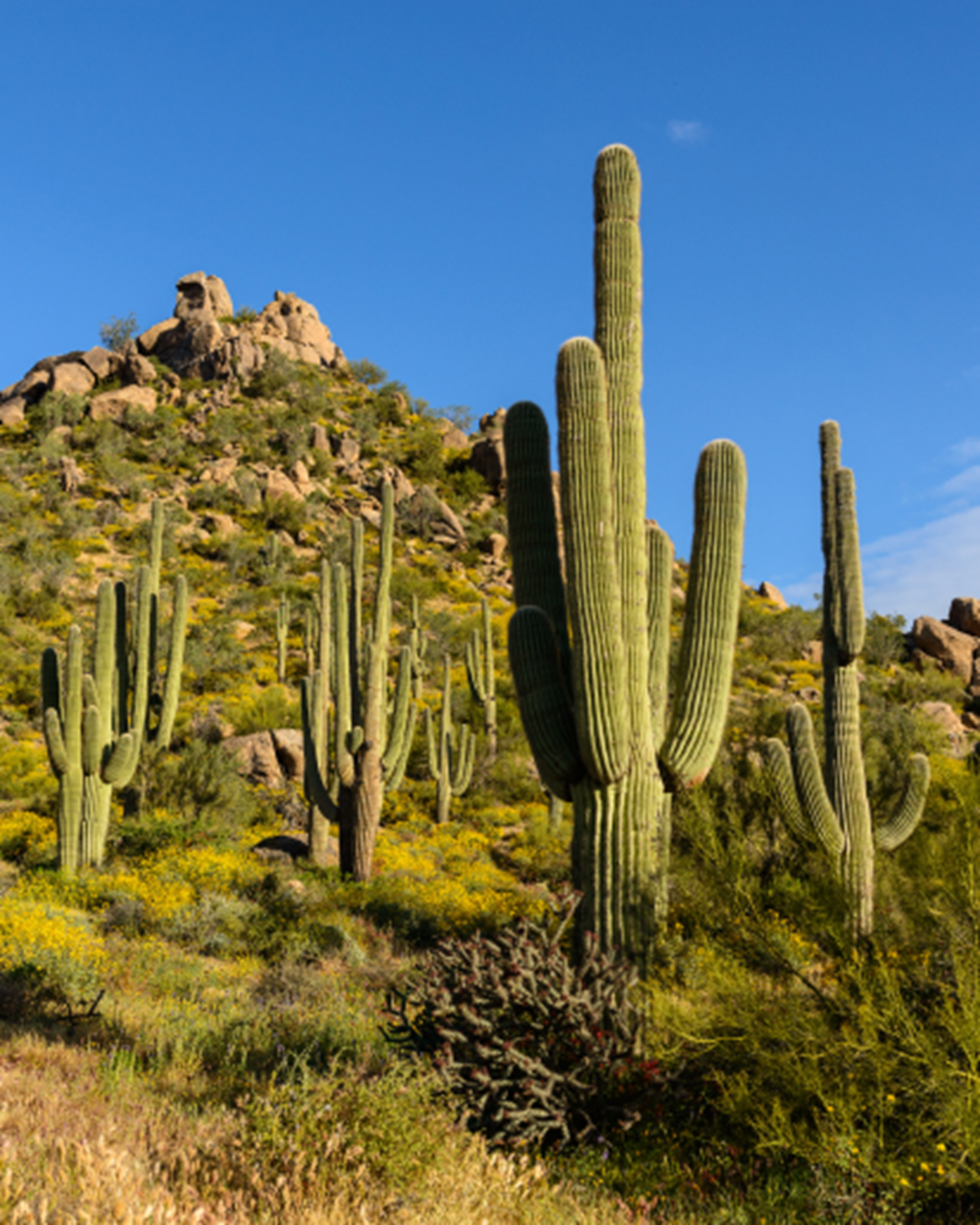 Cacti in the Sonoran mountains
