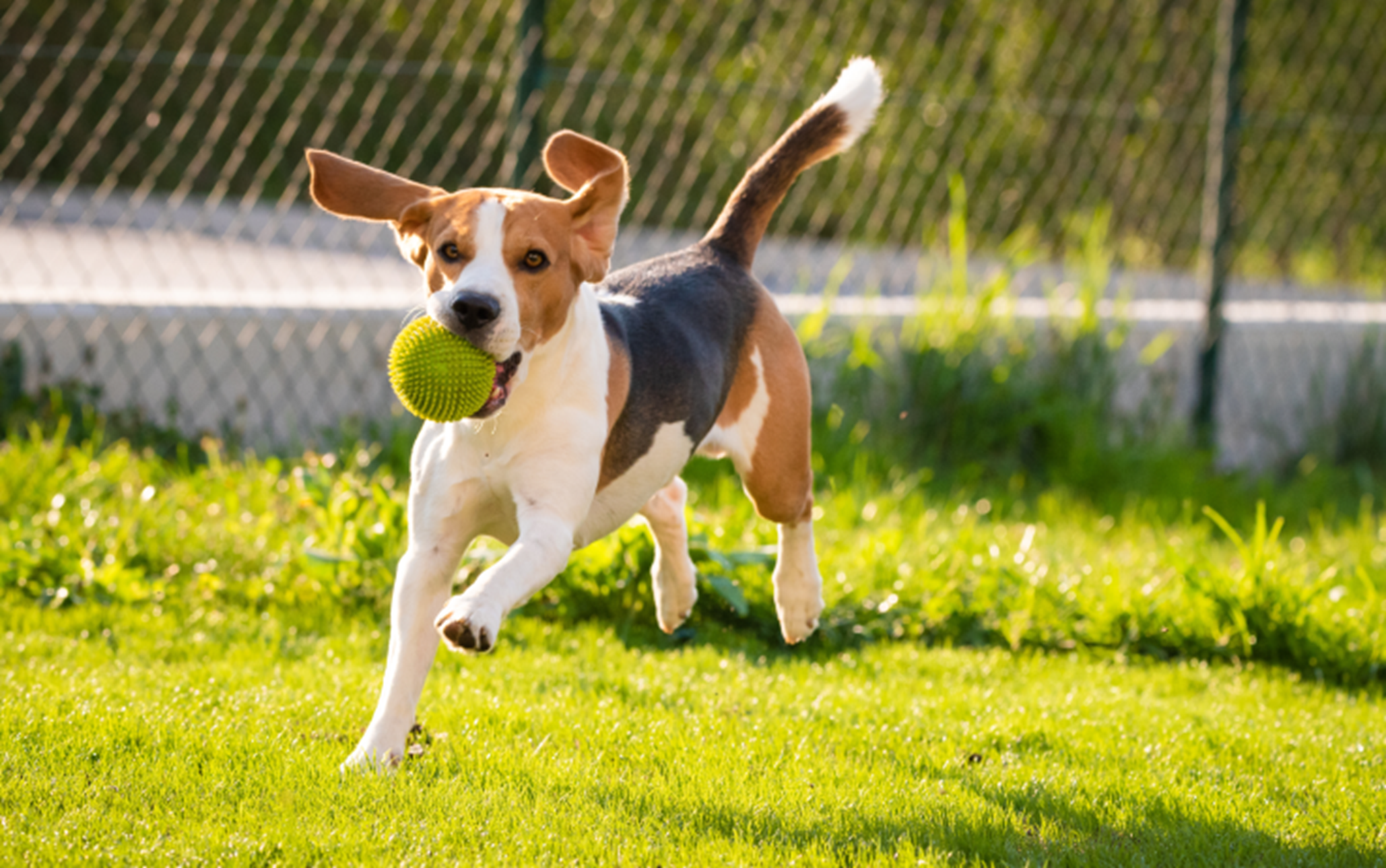 Beagle dog playing with ball