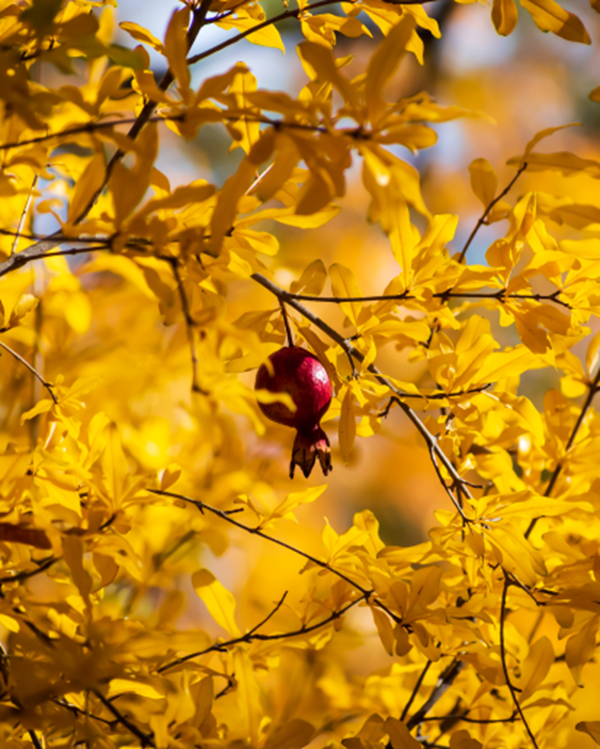 Pomegranate amid yellow leaves