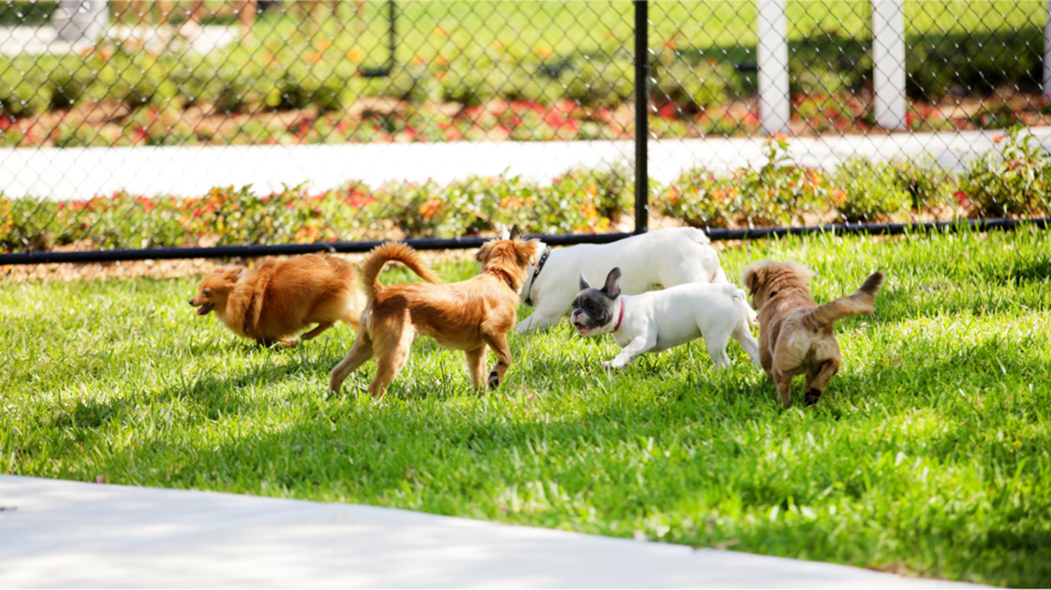 Group of small dogs playing the grass