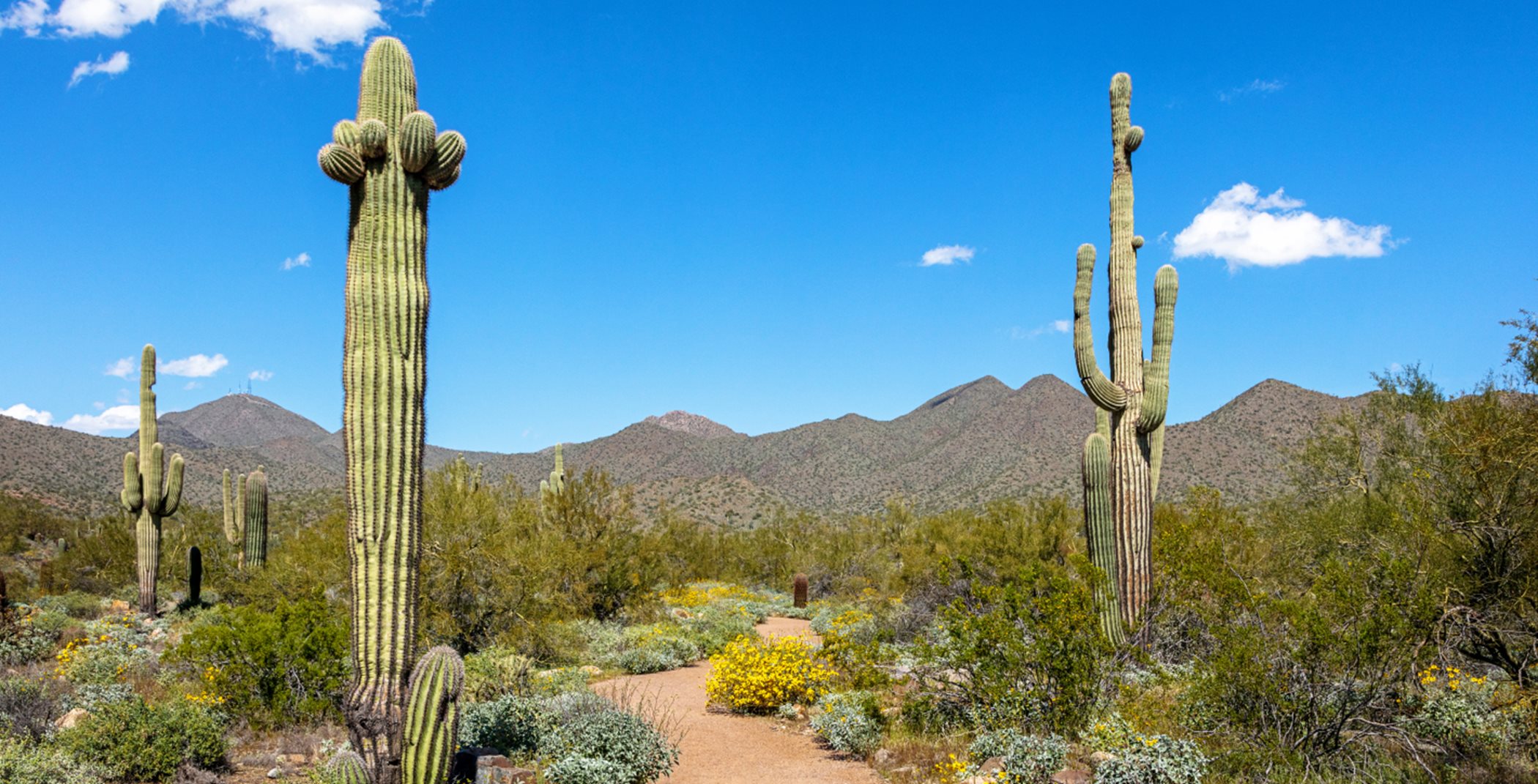 Desert trail with cacti and brush