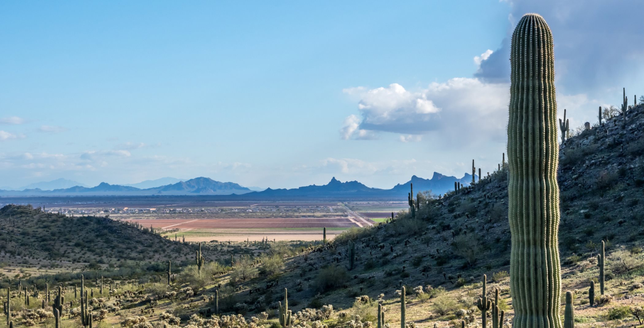 Desert trail with a cactus in the foreground and mountains in the background