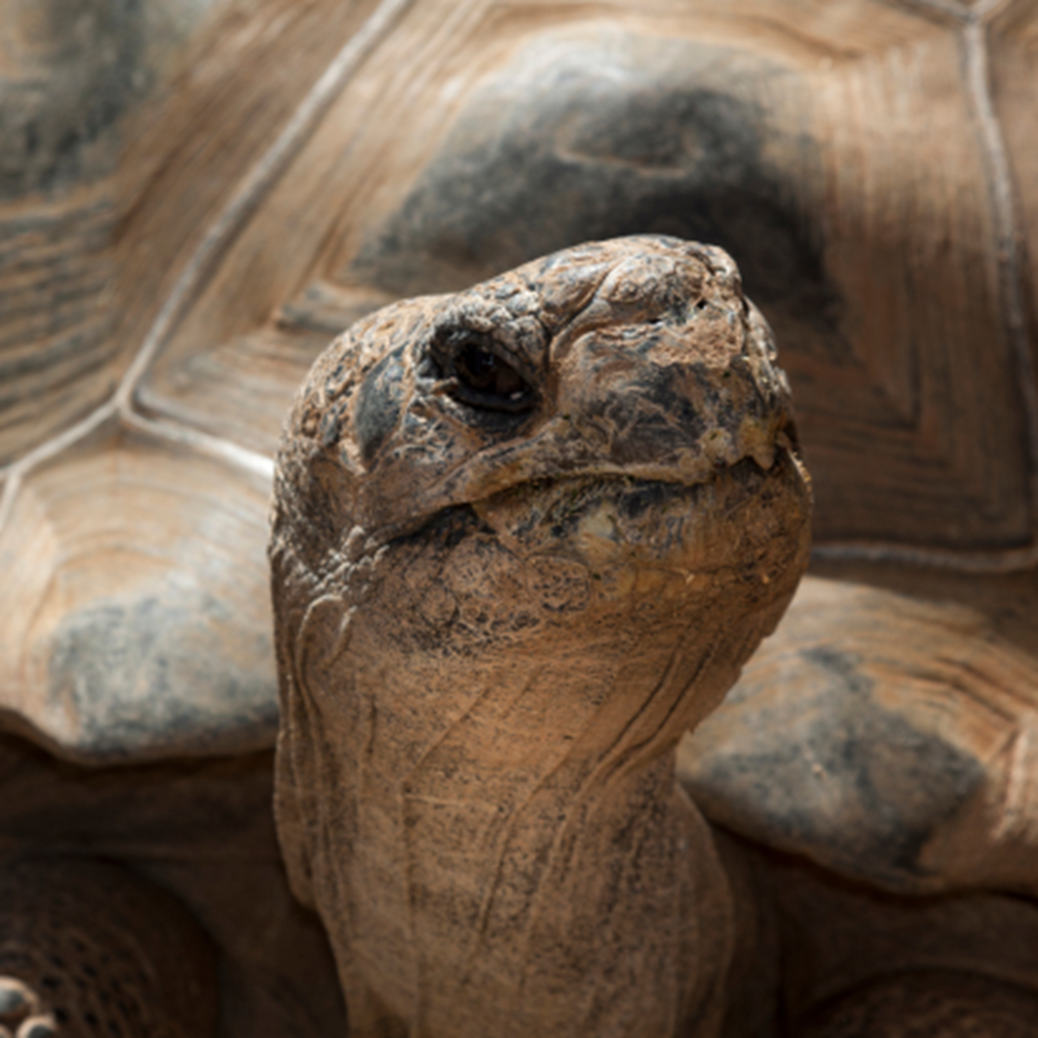 Tortoise closeup
