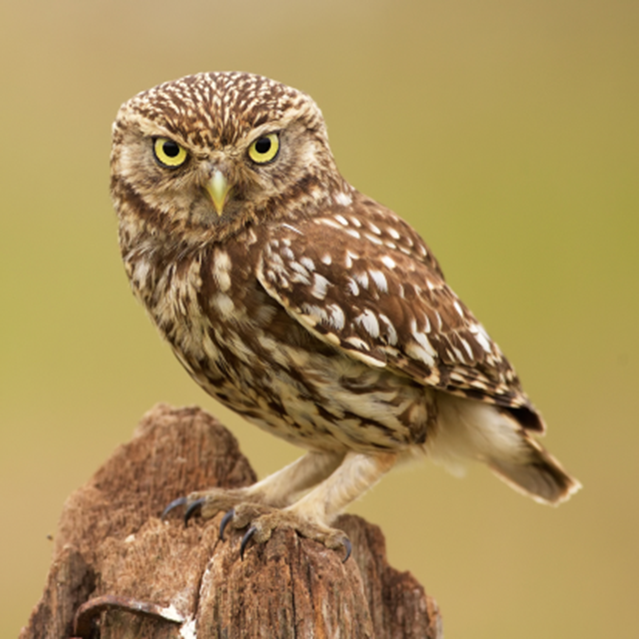 Owl on a tree stump