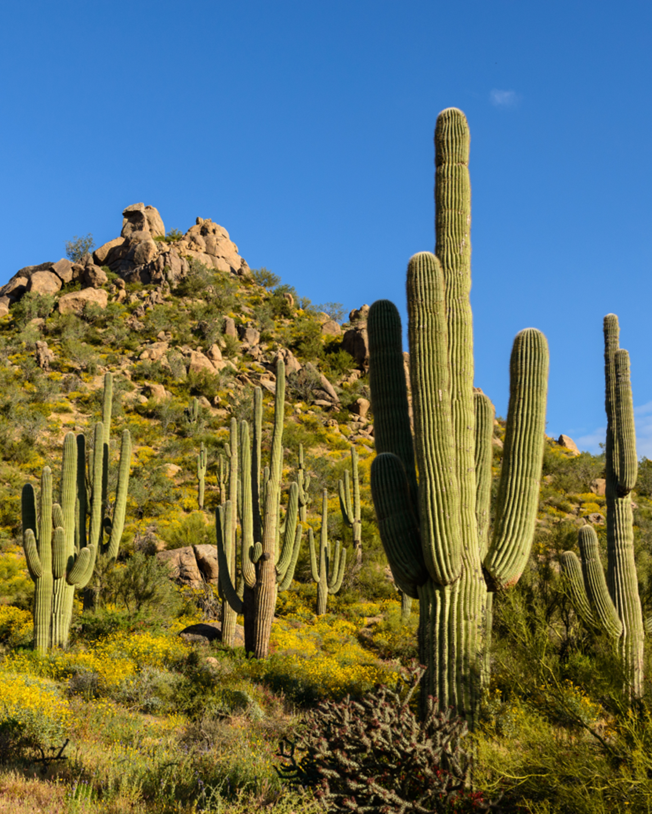 Cacti in the Sonoran desert