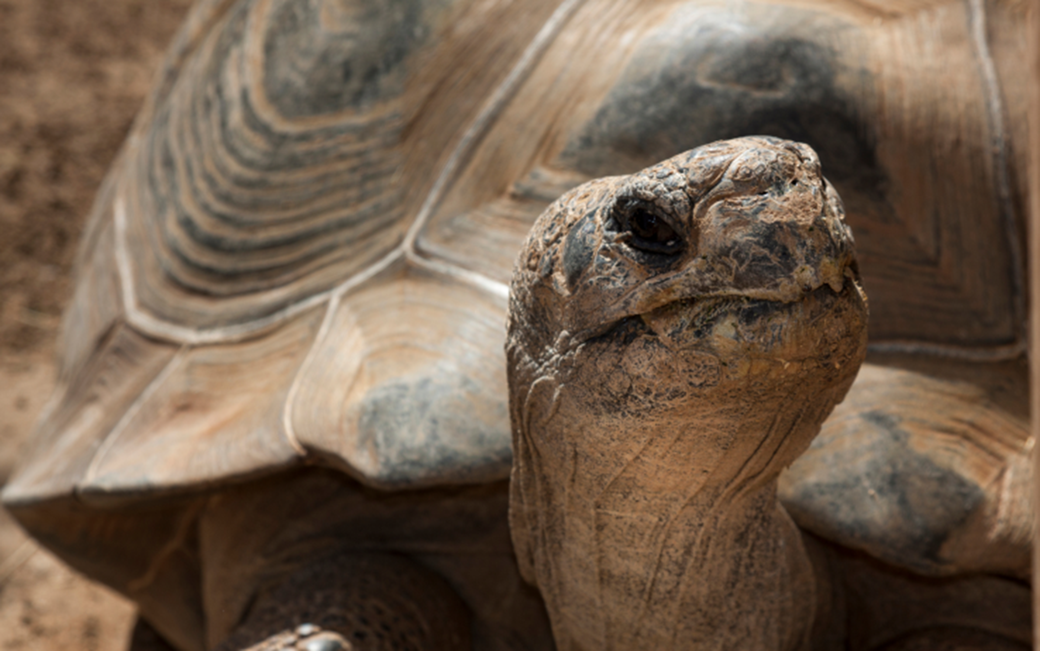 Up close shot of a tortoise