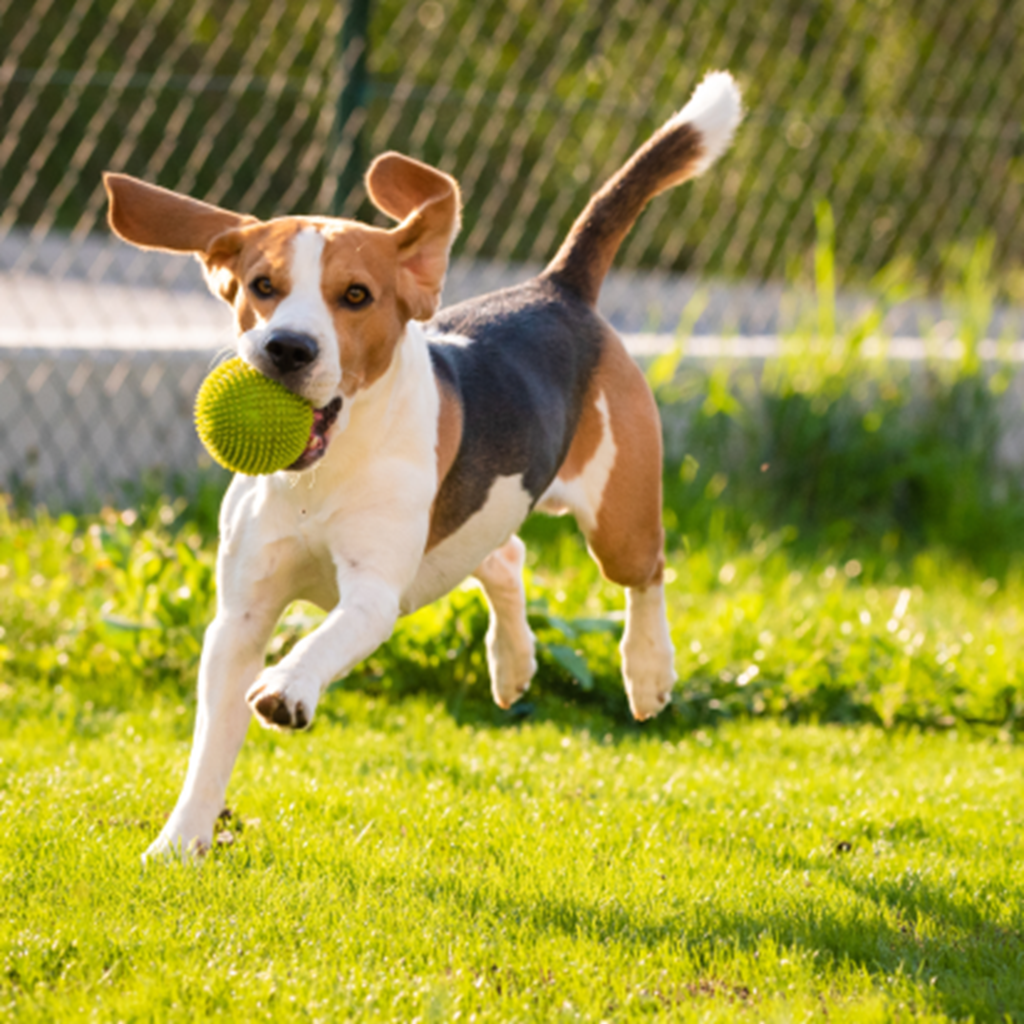 Beagle dog running with a tennis ball on grass lawn