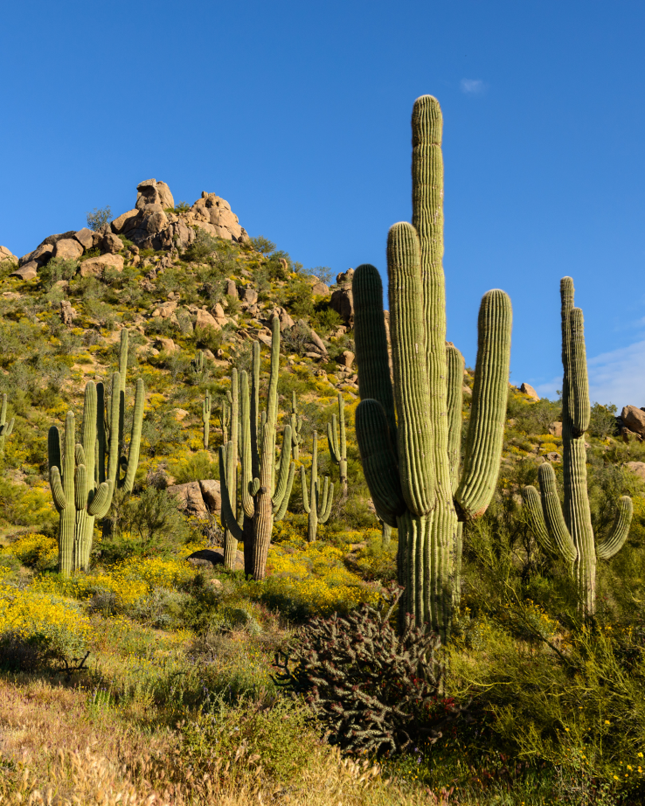 Cacti in the sonoran desert
