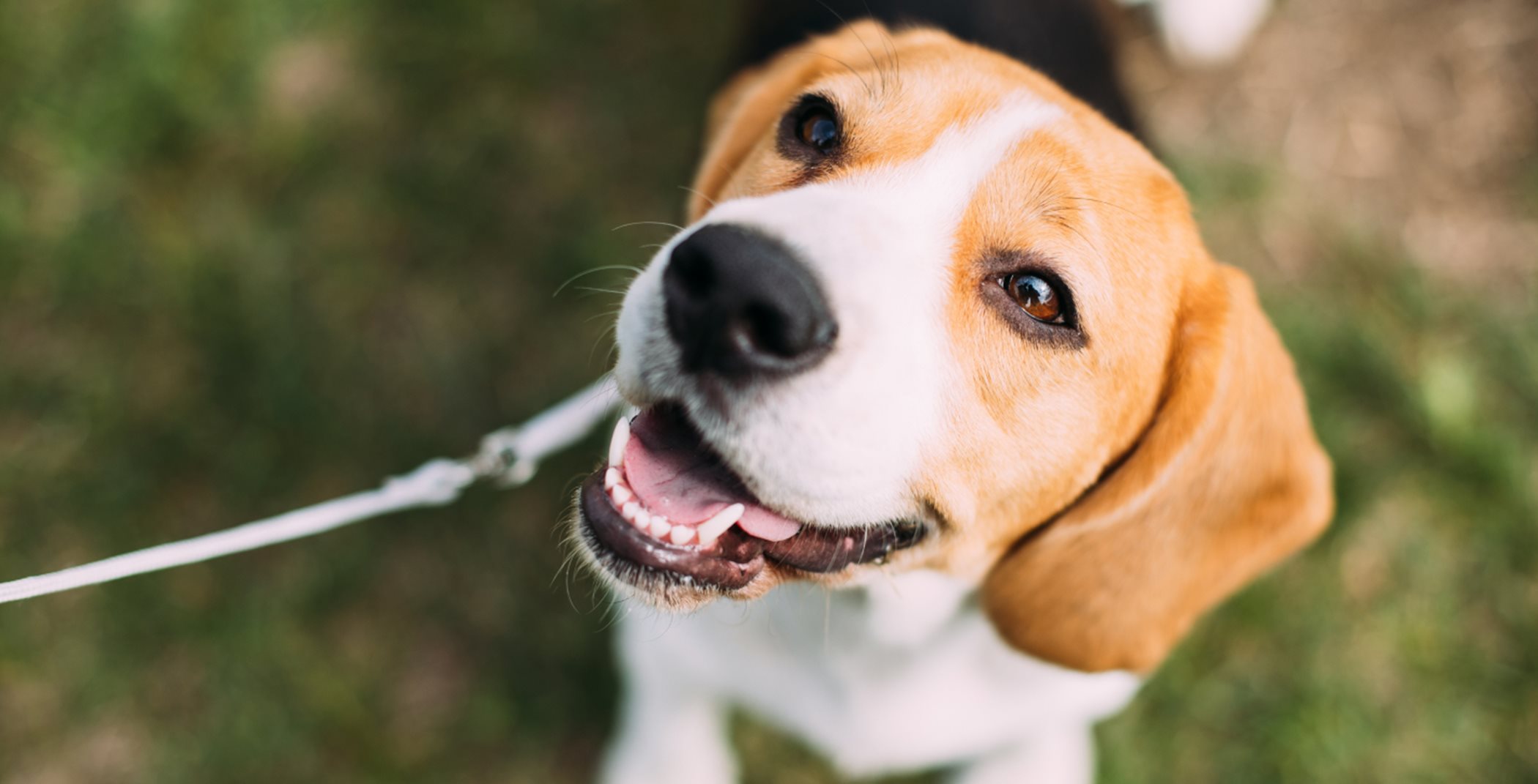 Close up of a beagle dog on a leash