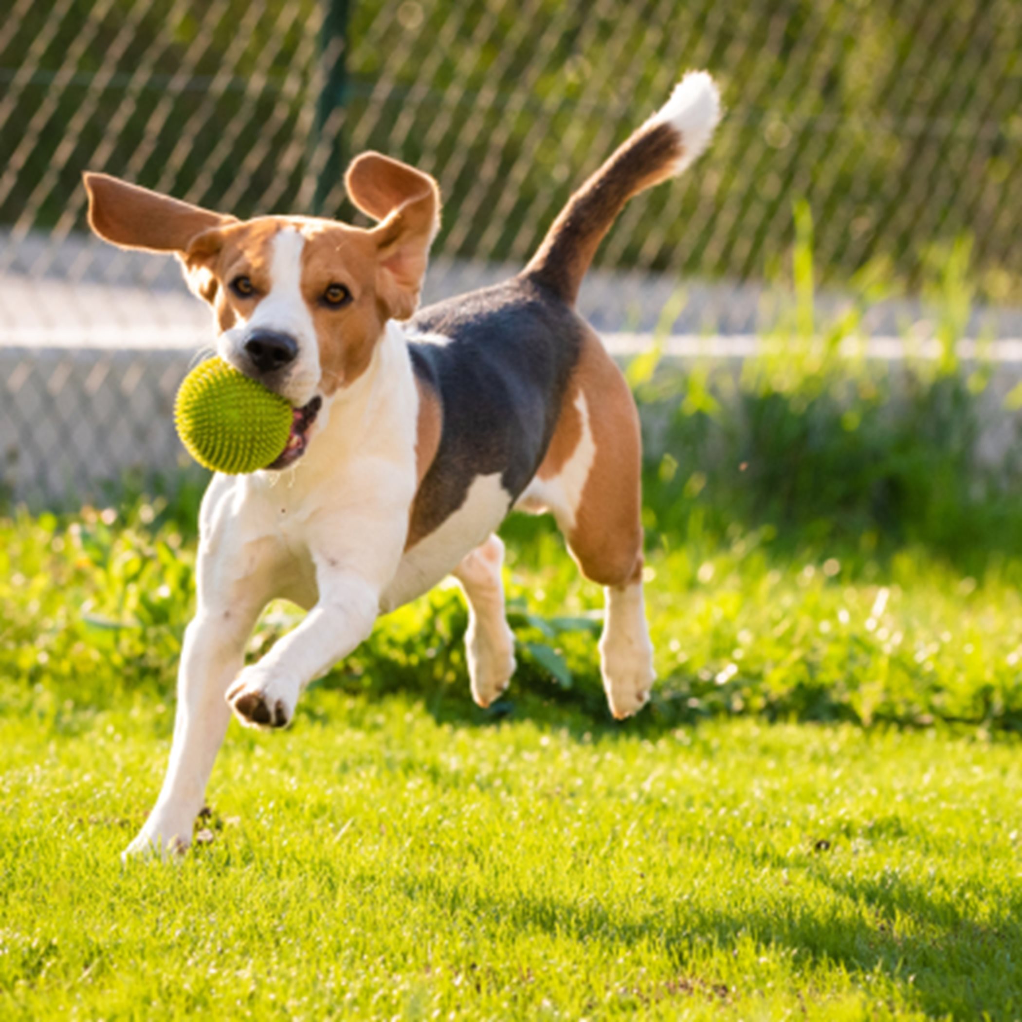A beagle catching a tennis ball
