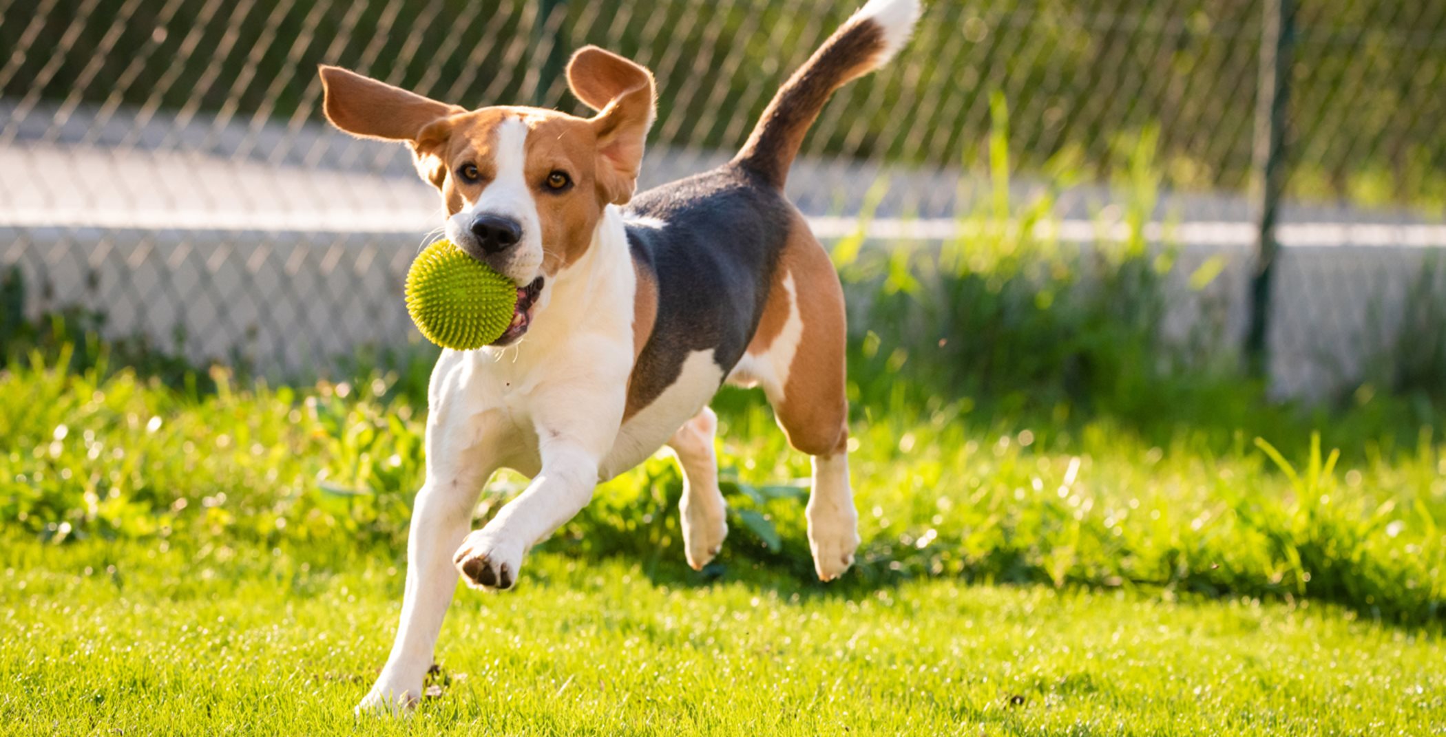Beagle dog with a green tennis ball in its mouth running toward the camera on a grass field