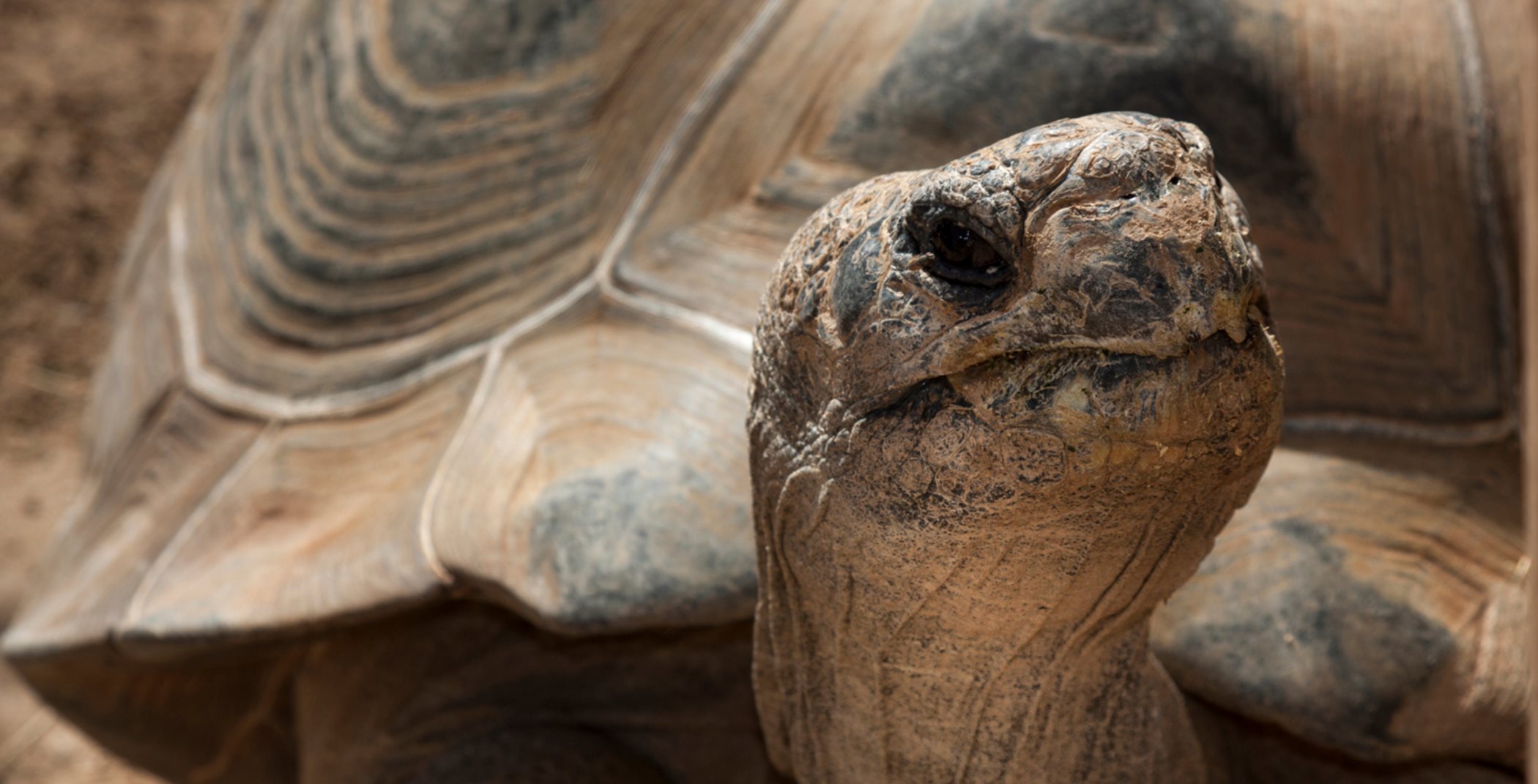close up of a tortoise