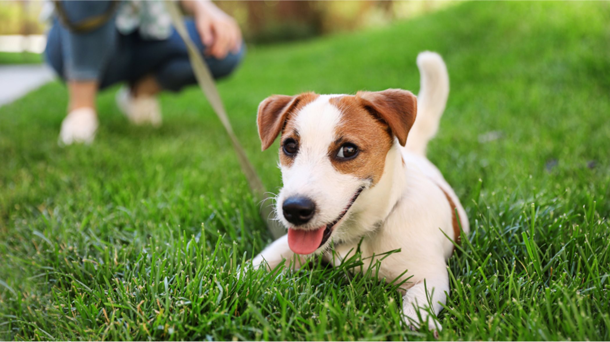 Jack Russell Terrier resting in the grass