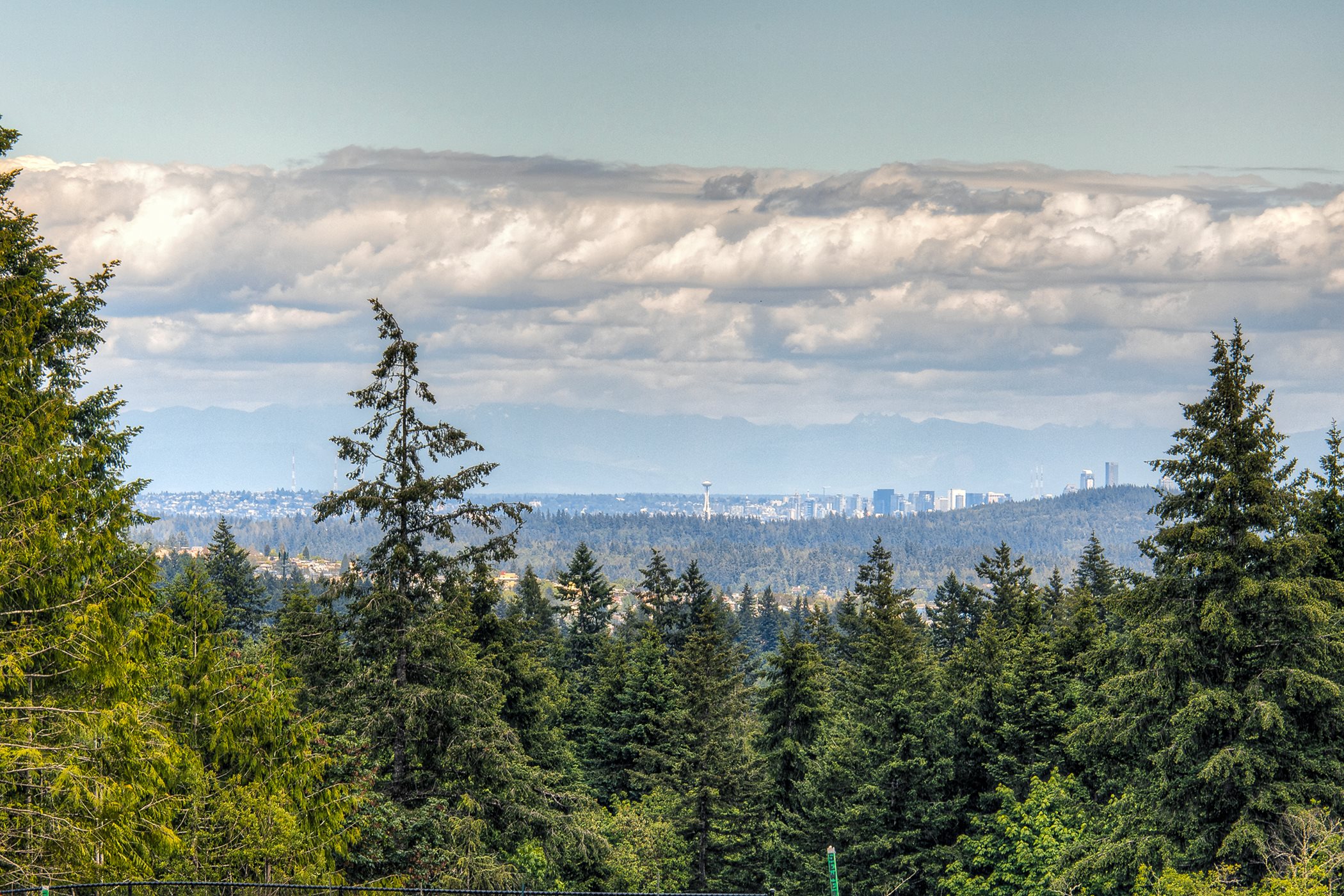 View of pine trees with Seattle metro in background