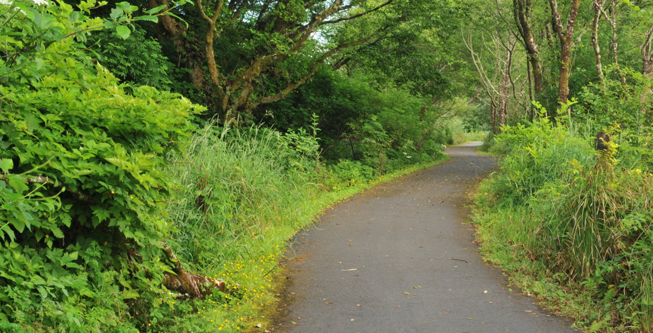 Machias Trail: a paved hiking trail surrounded by vibrant greenery
