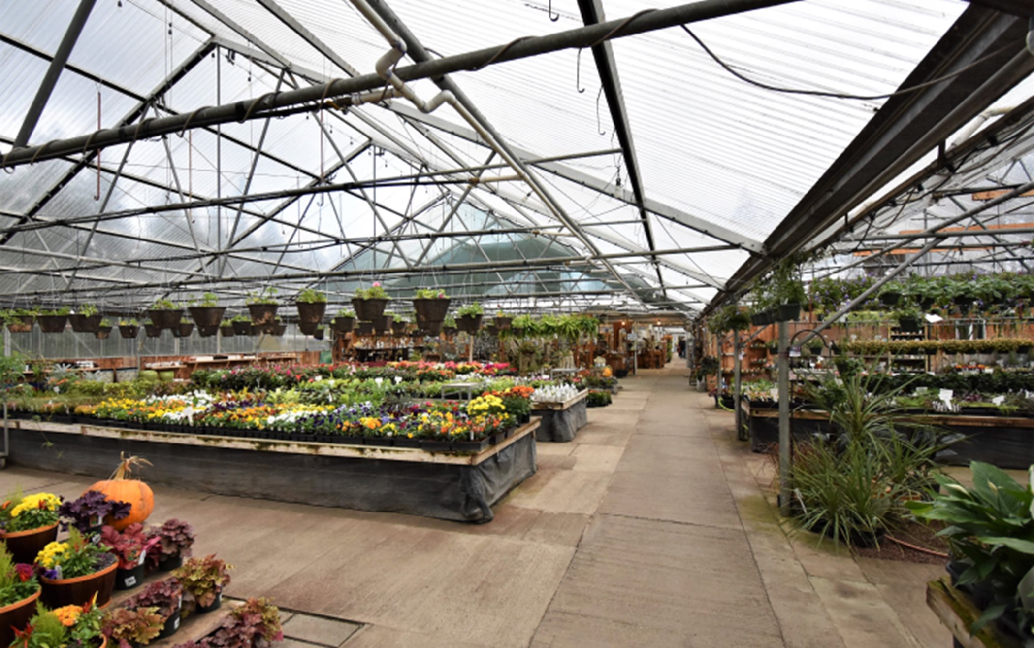 Interior of greenhouse with plants