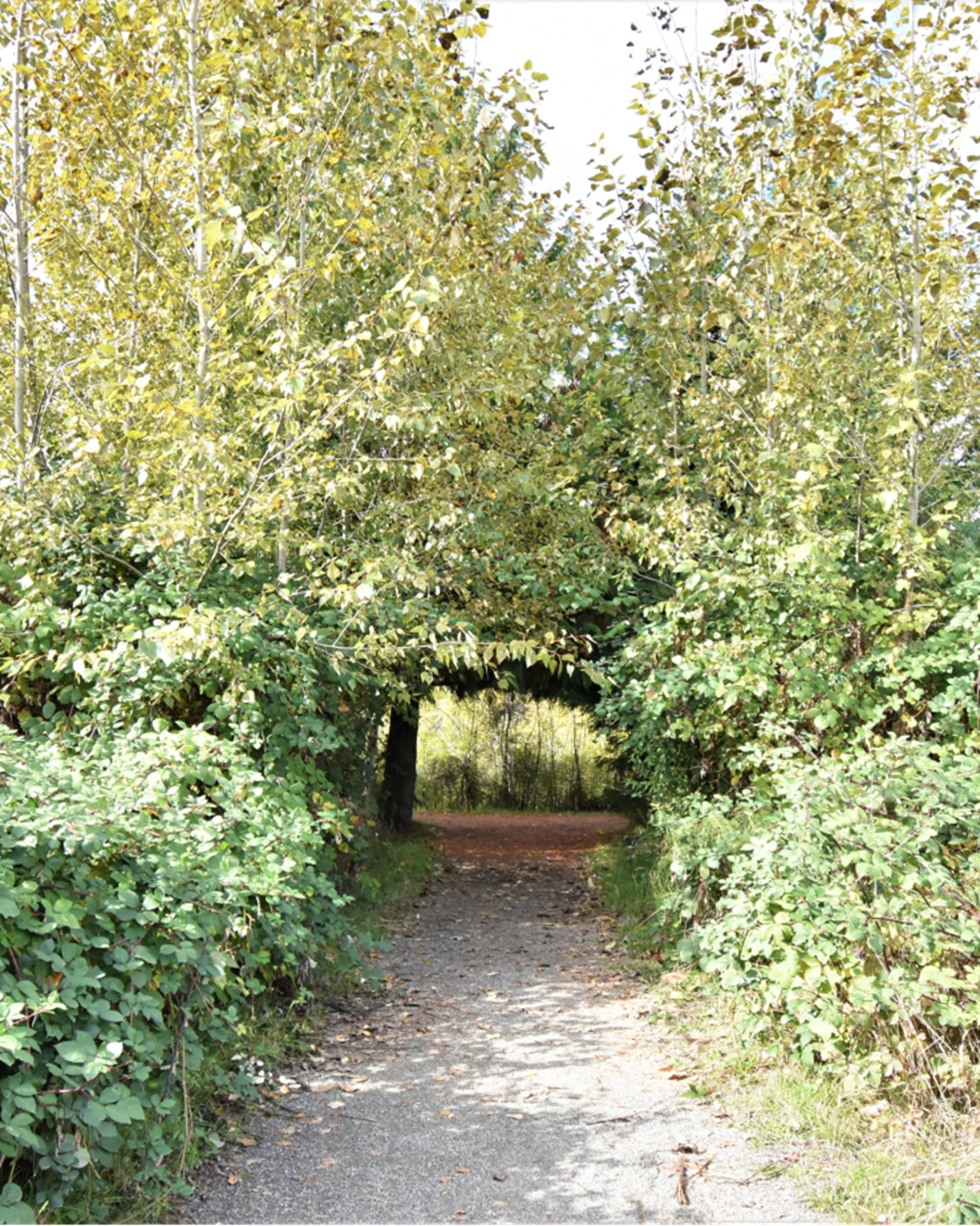 Forested path