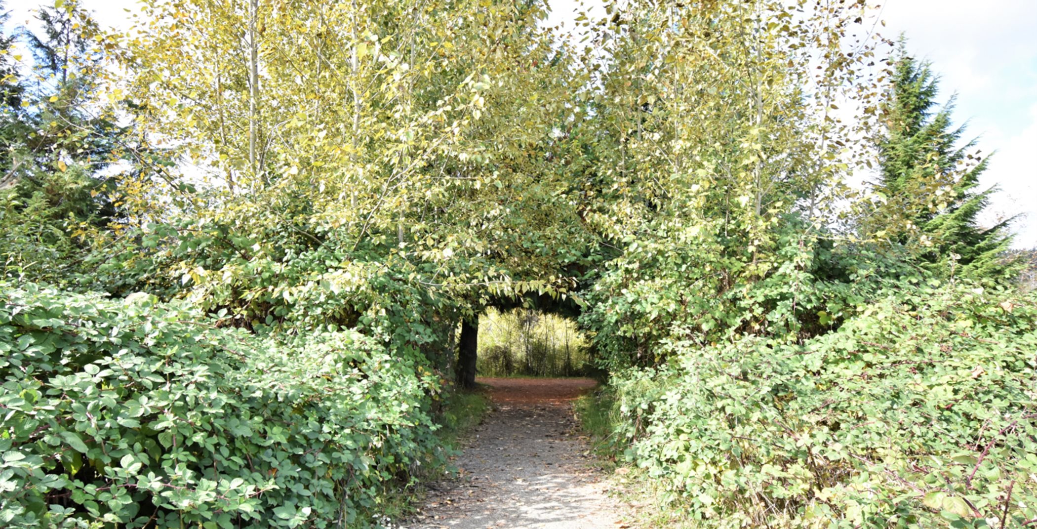Tree-lined trail