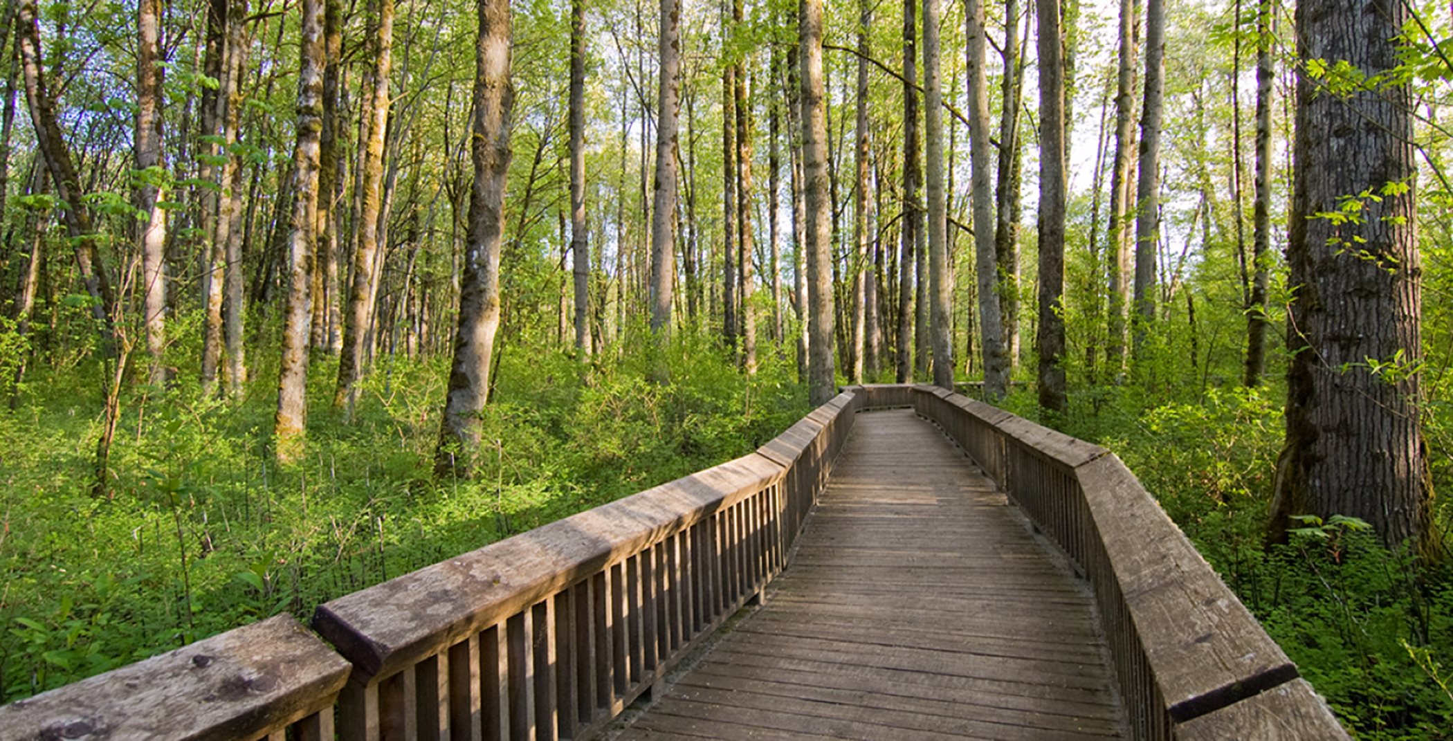 Wooden bridge going through a tree dense forest in daylight
