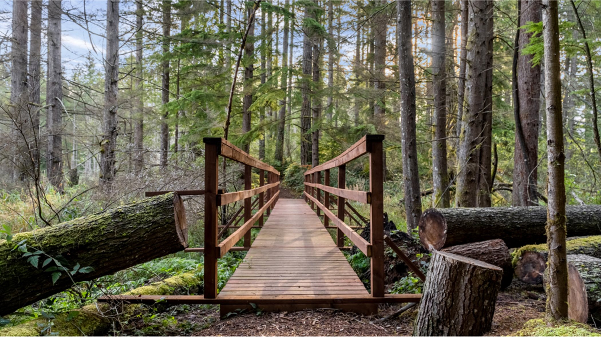 Wood walking bridge in a forested area