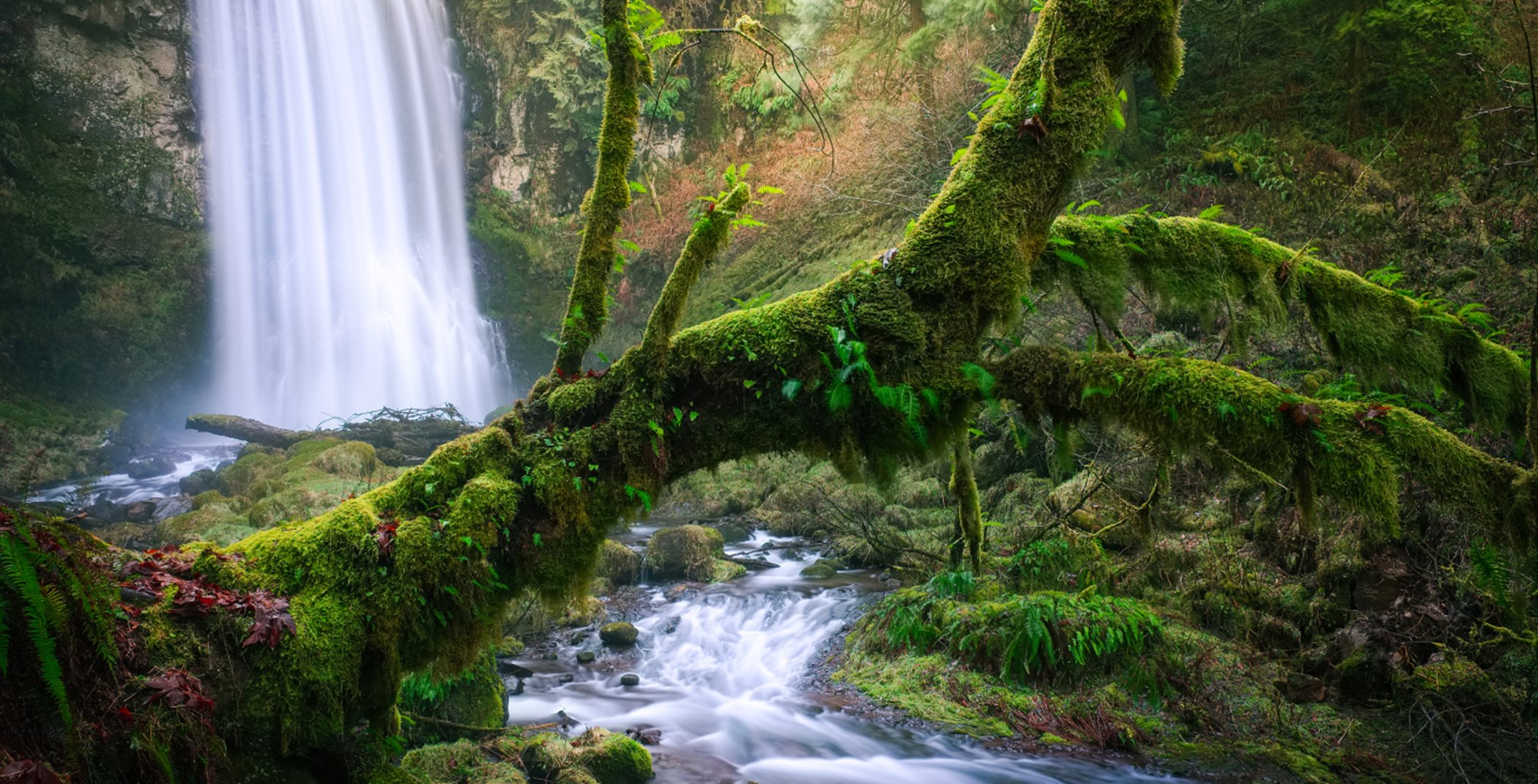Waterfall in a mossy forest