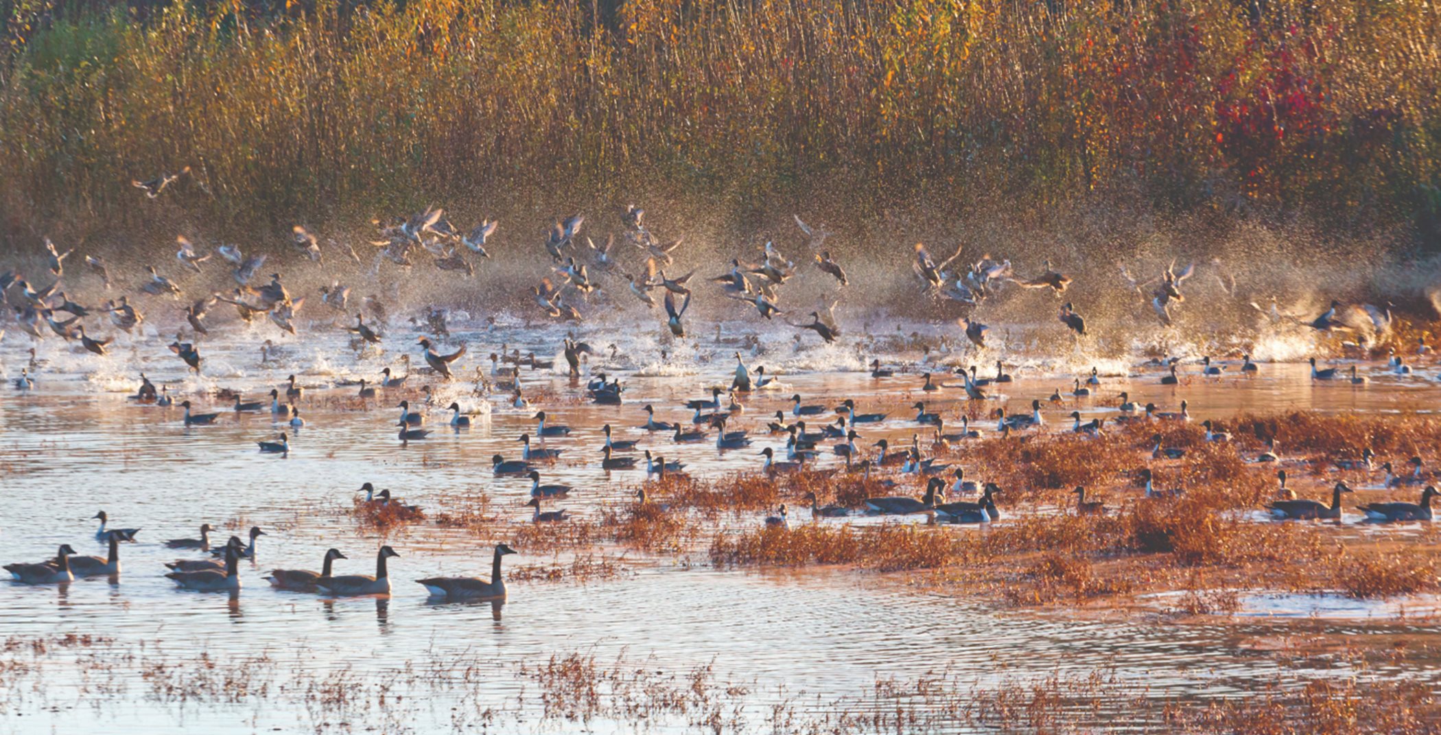 Flock of ducks enjoying the wetlands