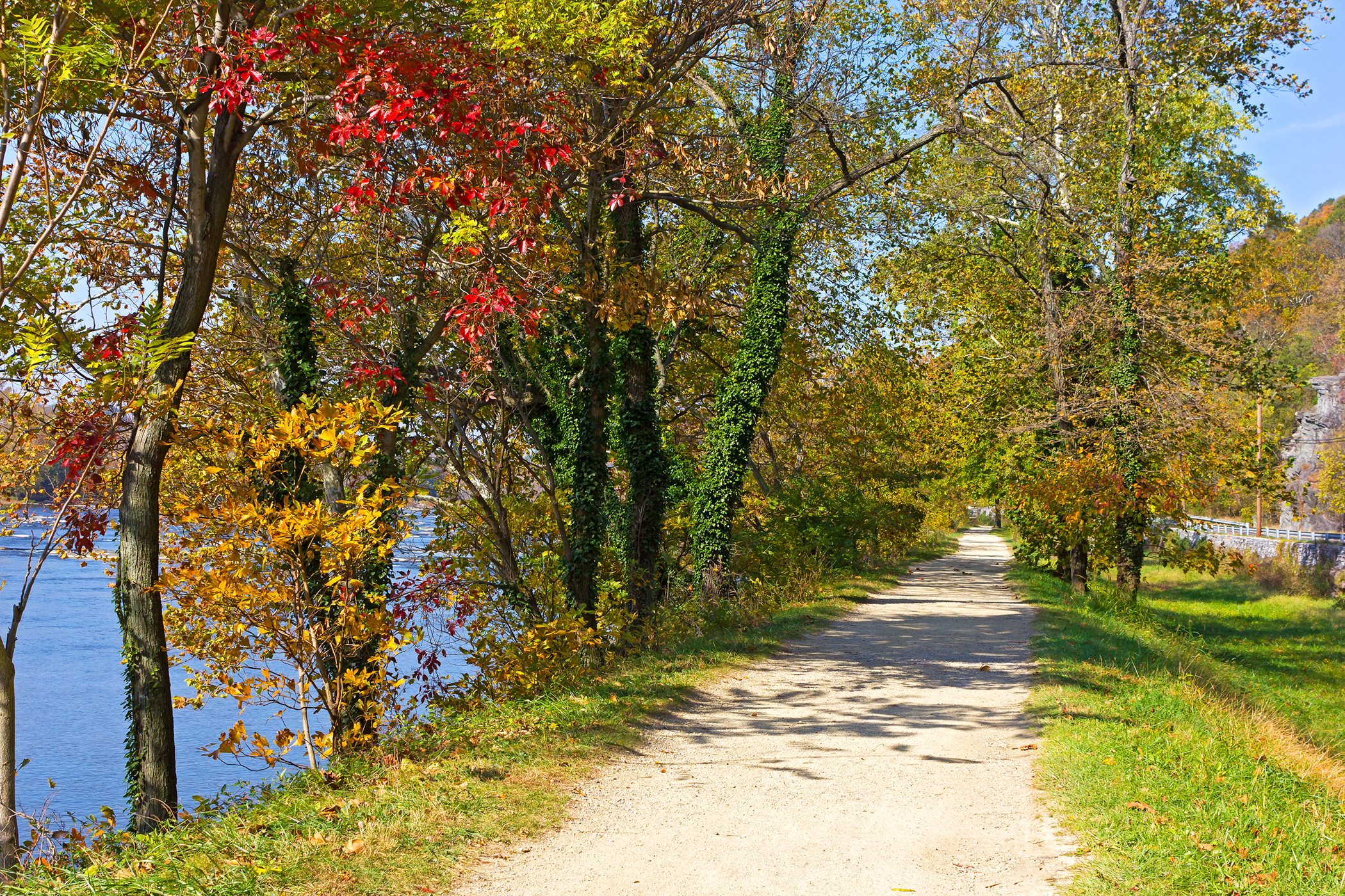 A trail surrounded by trees with blue water to the left
