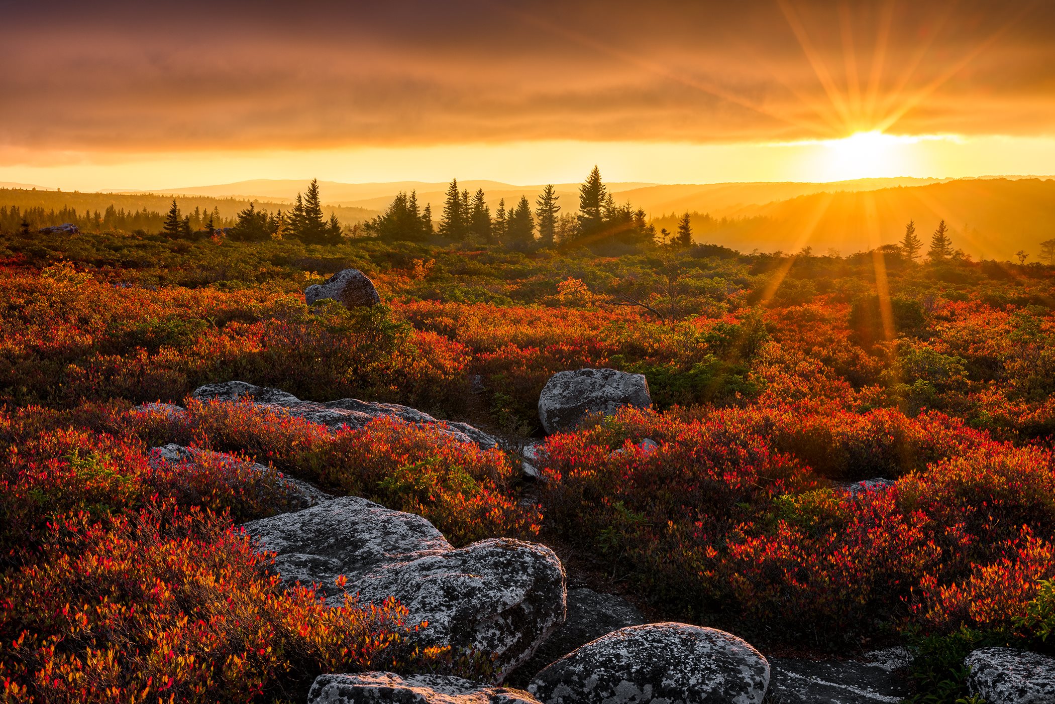 A field of orange flowers and rocks leading to a forest and mountains at sunset
