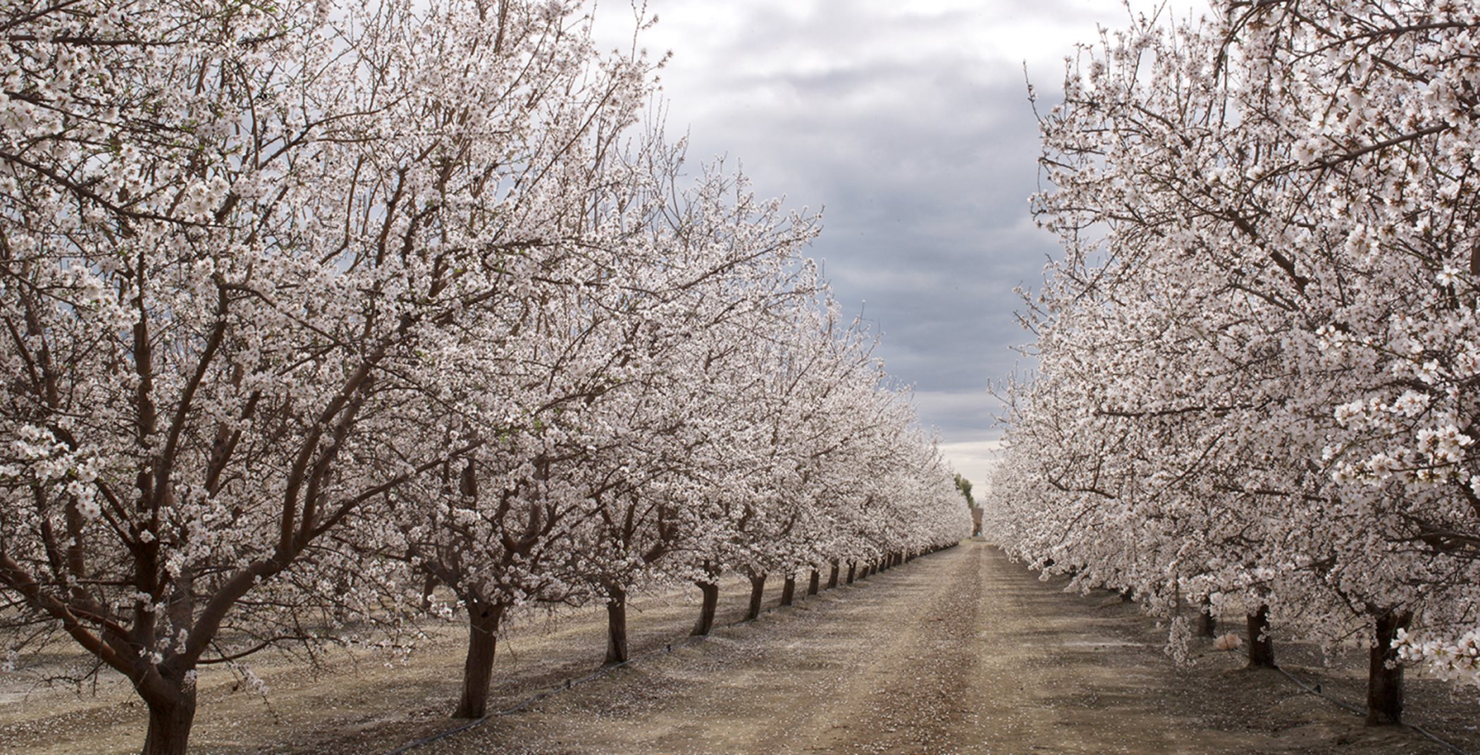 Almond Trees agriculture