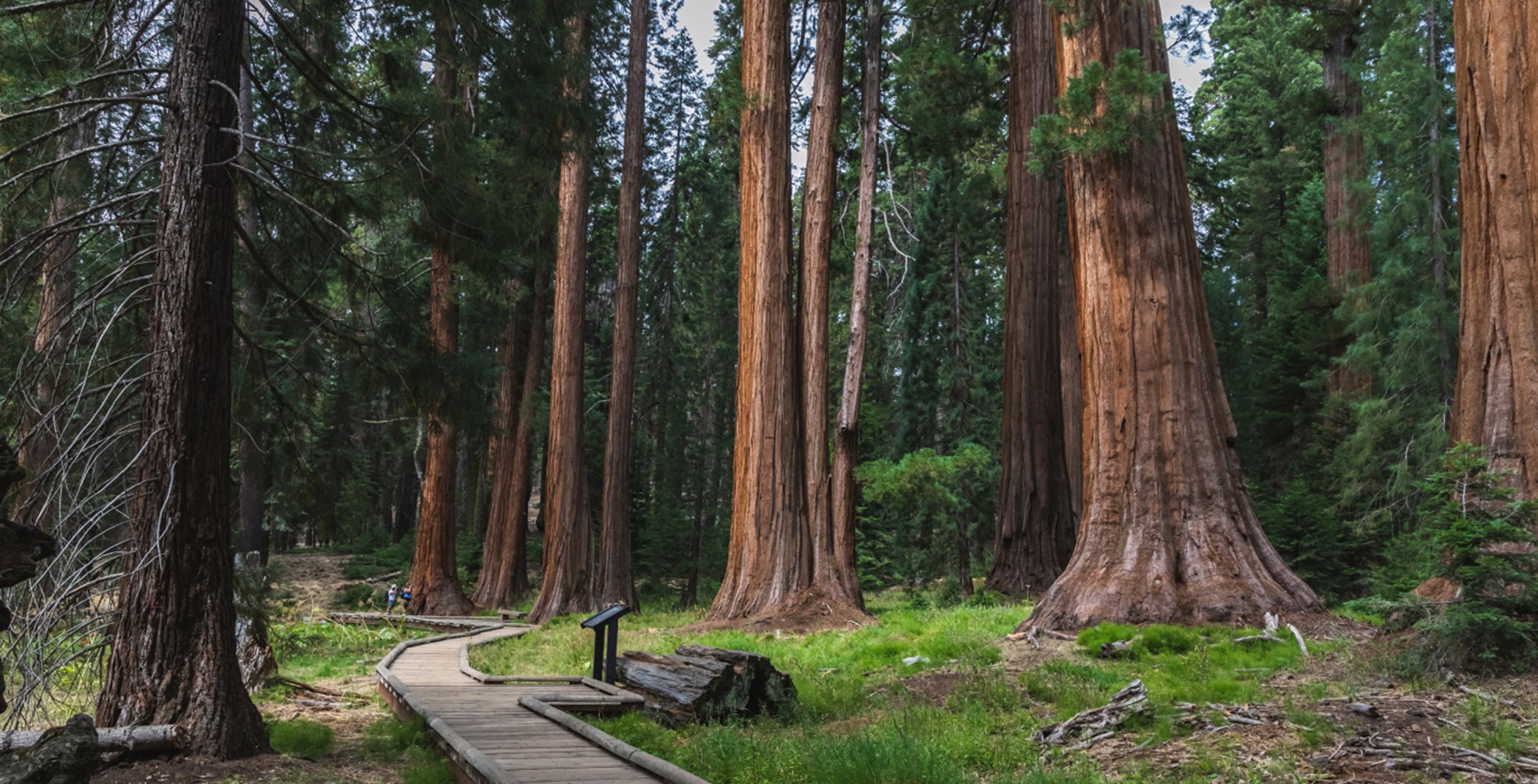 Sequoia National Park tree trunks