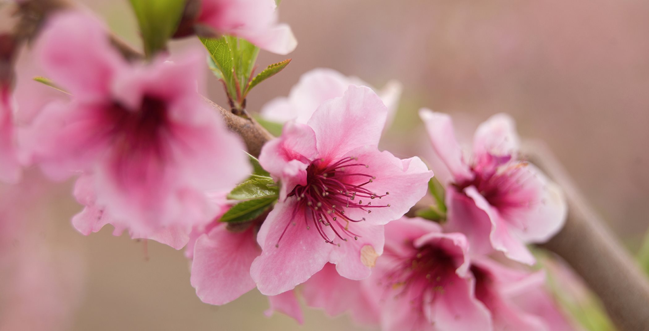 pink almond blossoms