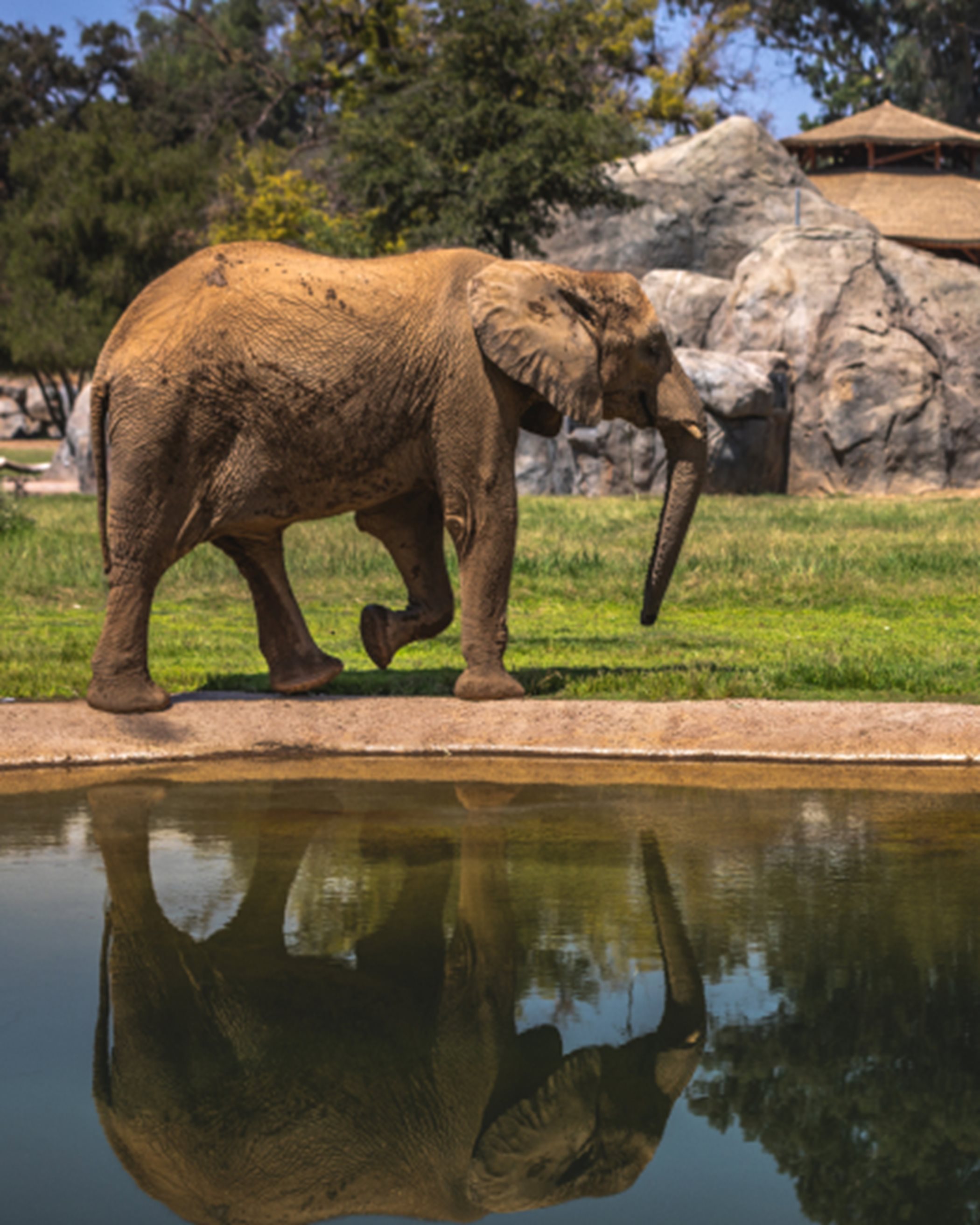 Elephant at the Fresno Zoo