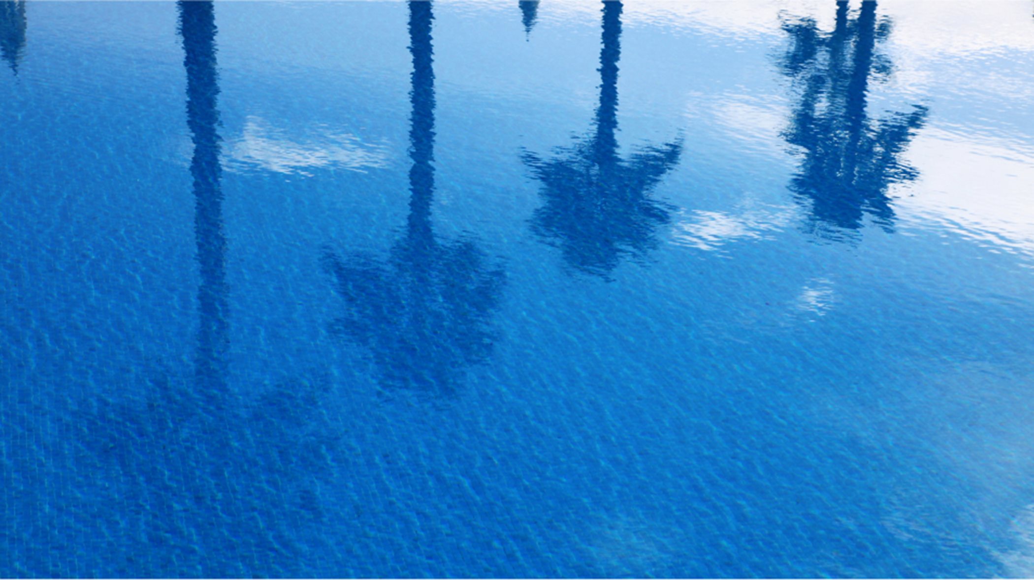 palm trees reflected in a pool
