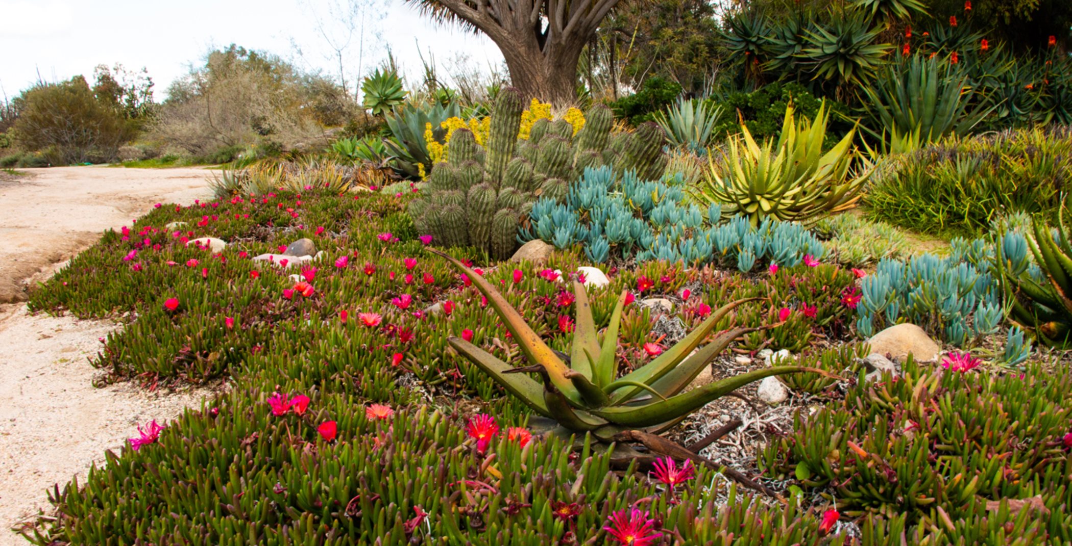 California Botanical Gardens 