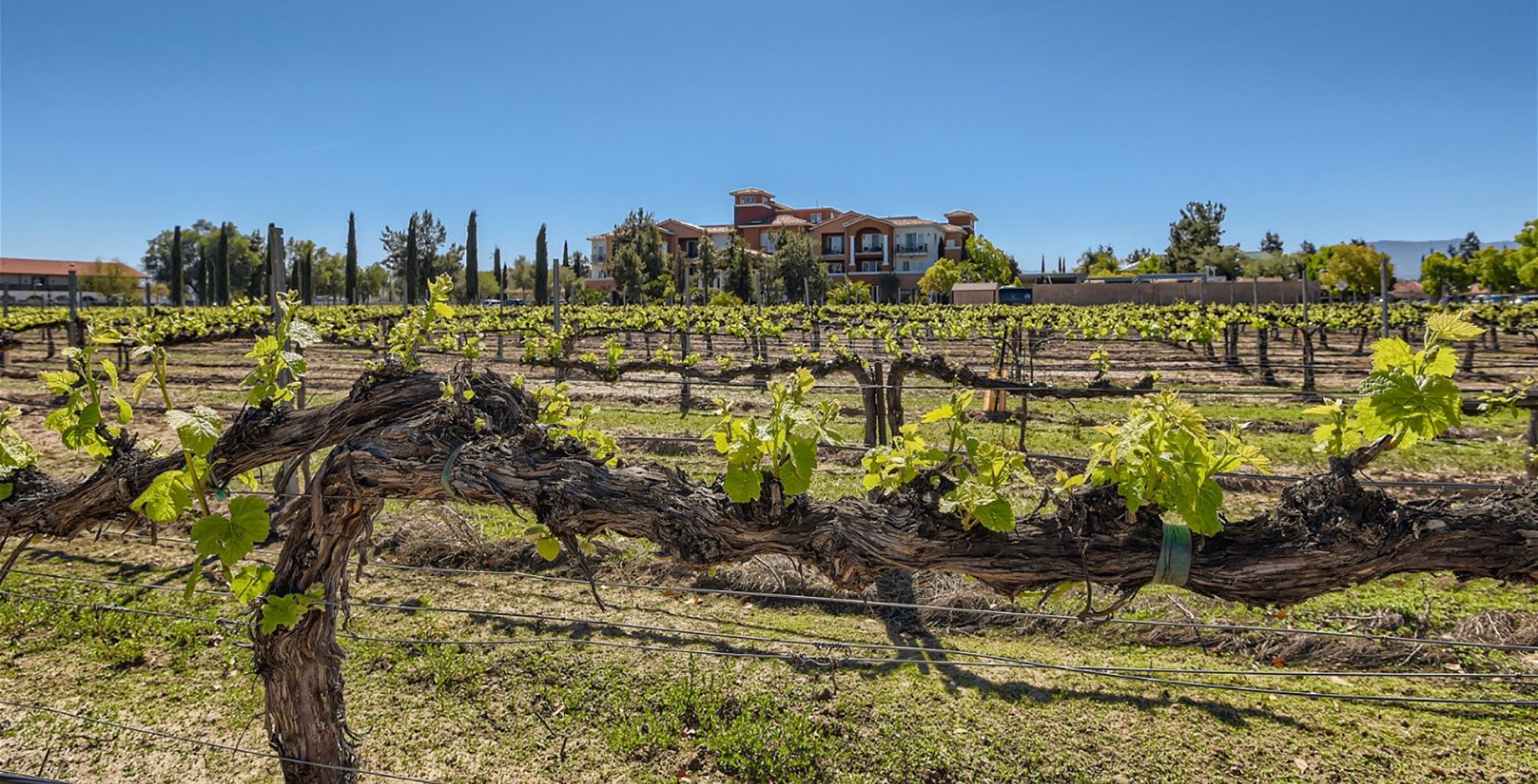 Vineyard at South Coast Winery
