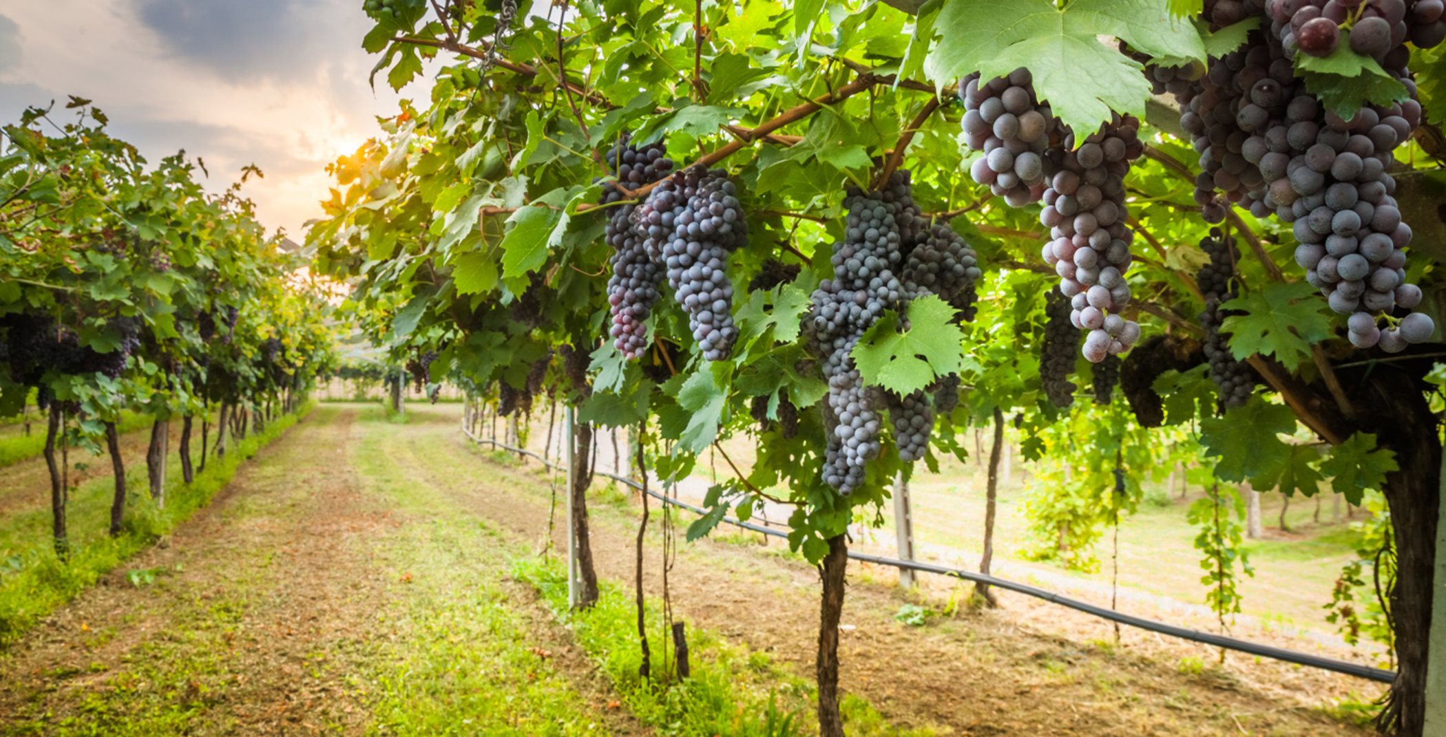 Grapes Vineyard