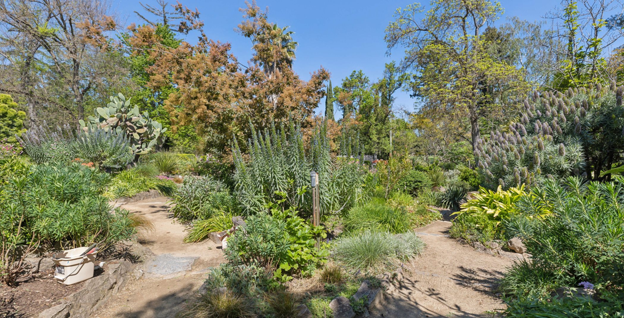 Desert foliage lining diverging dirt paths in the WPA Rock Garden
