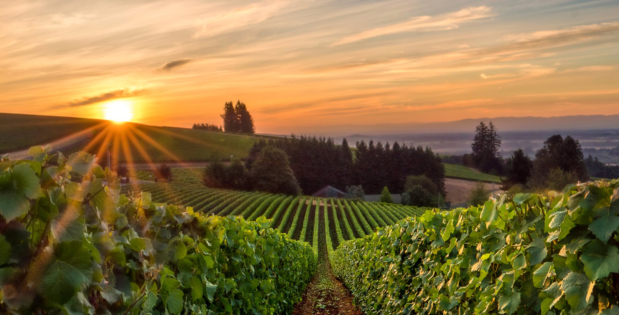 Rolling hills with vineyard at sunset