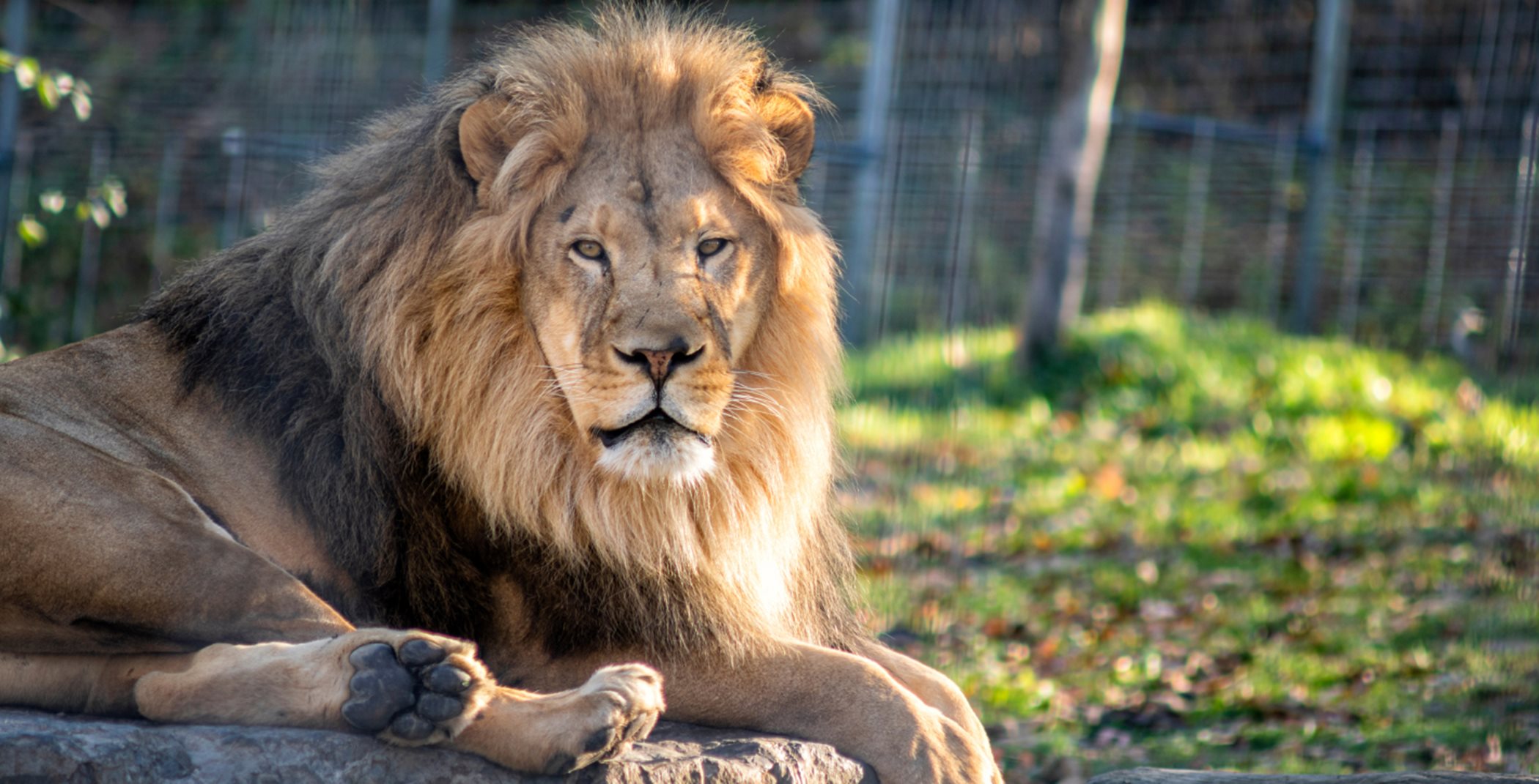 Lion at The Sacramento Zoo