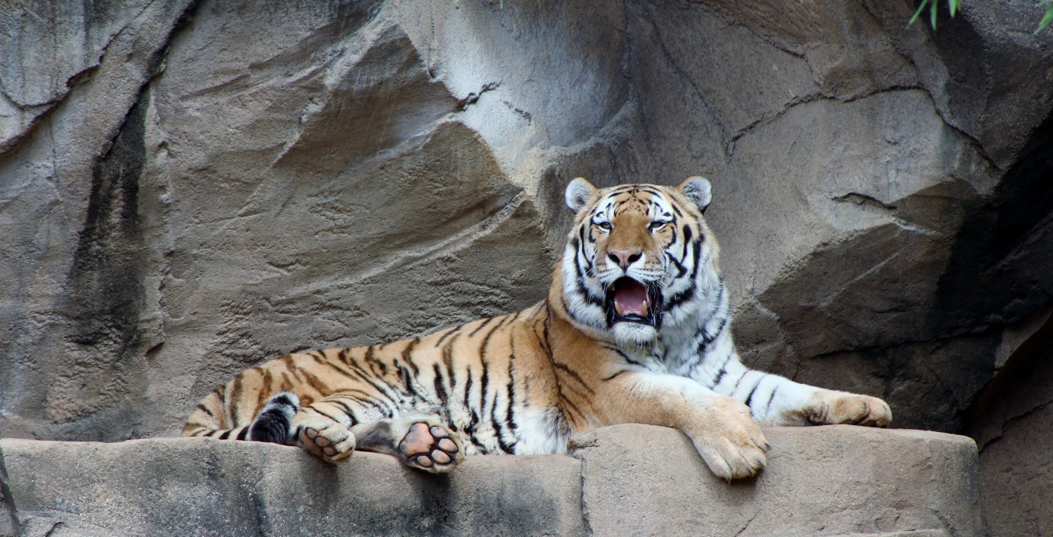Tiger at Folsom Zoo