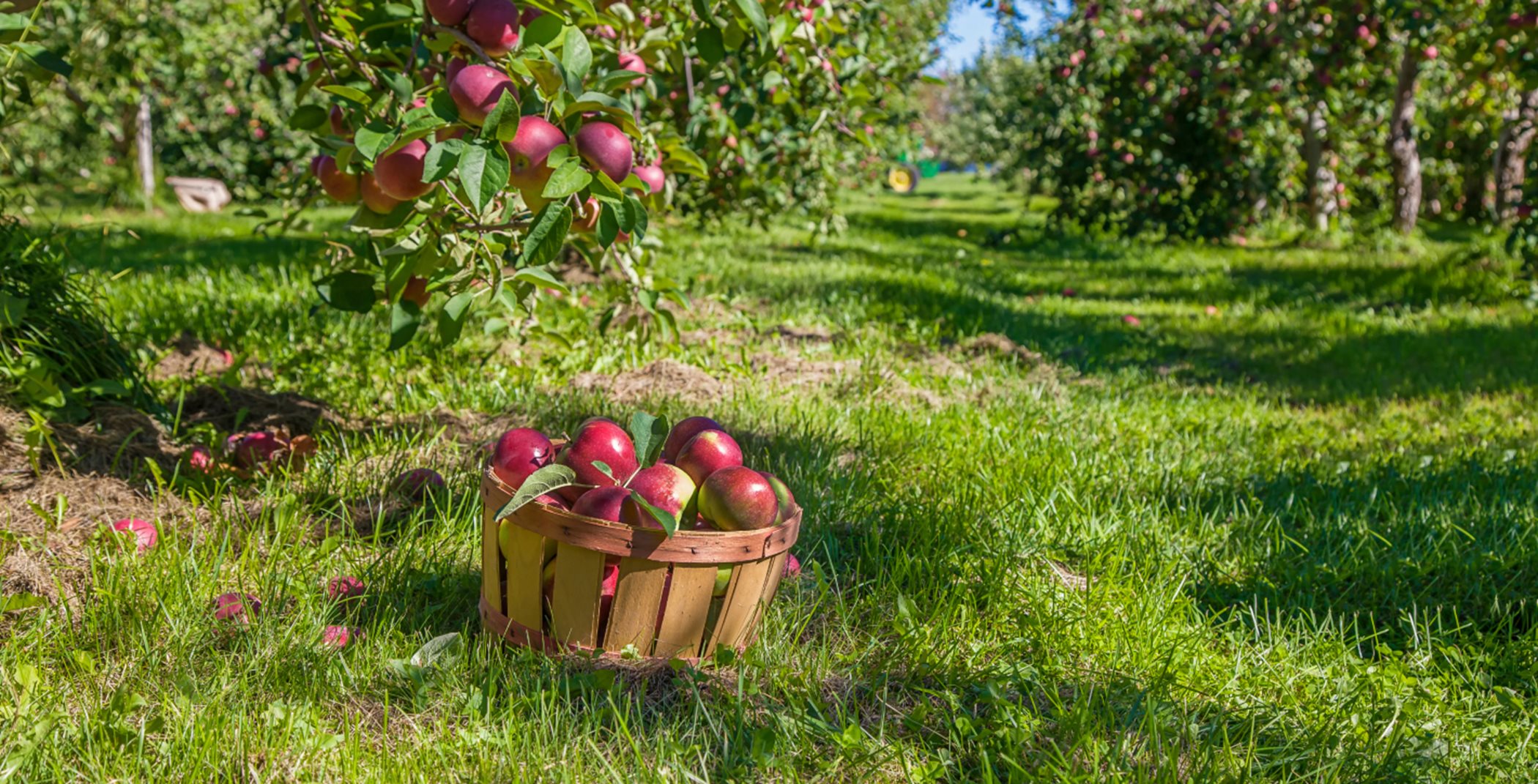 Apple Hill Orchard